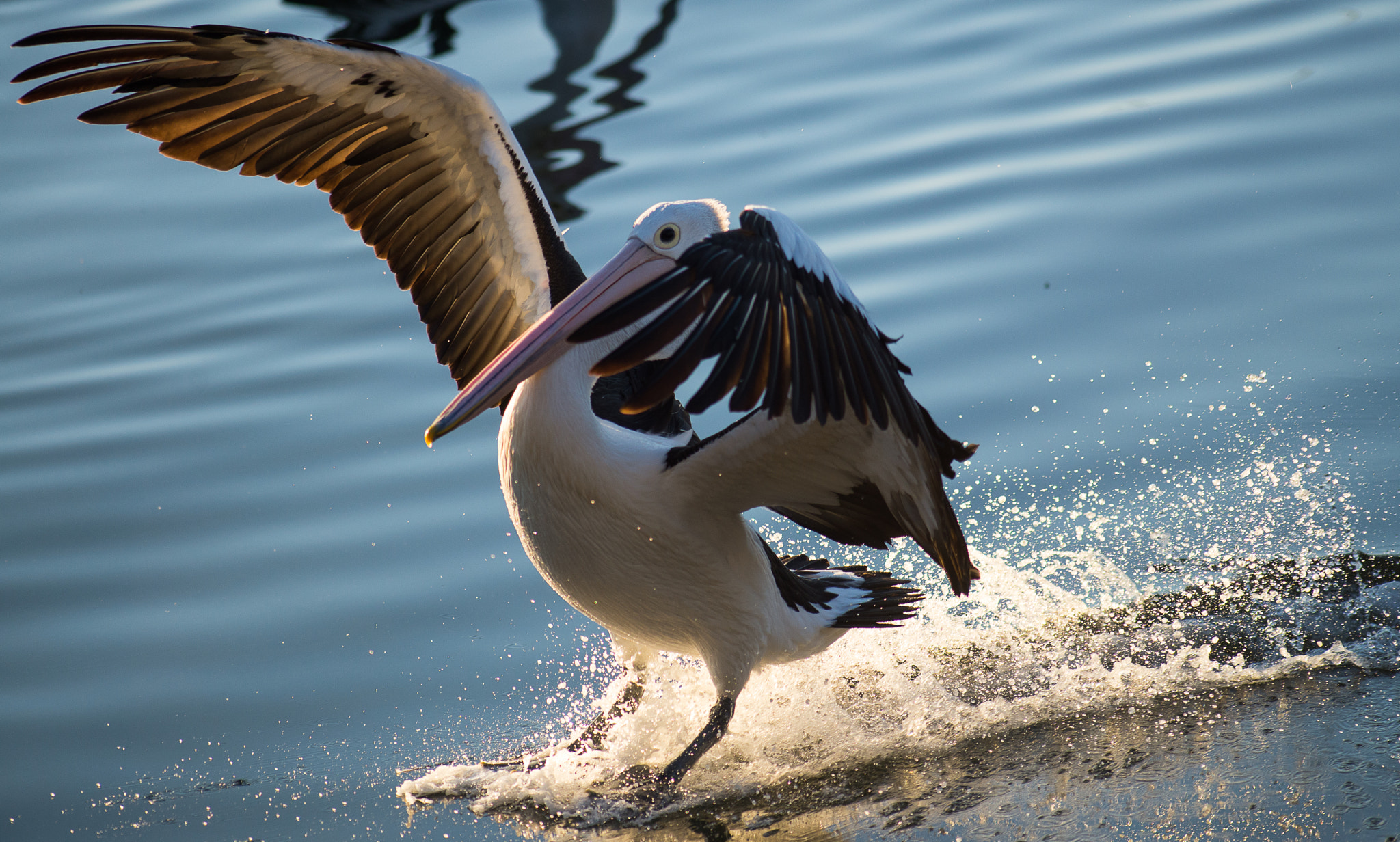 Tokina AT-X 304 AF (AF 300mm f/4.0) sample photo. Pelican landing photography