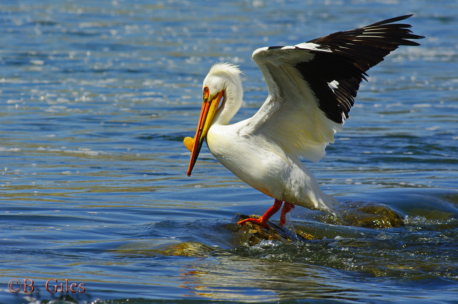Pentax K20D sample photo. Pin point landing photography