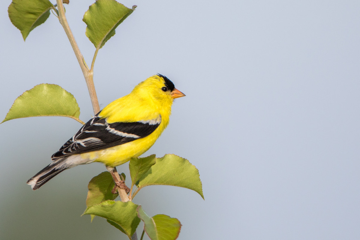 Canon EF 200-400mm F4L IS USM Extender 1.4x sample photo. American goldfinch photography