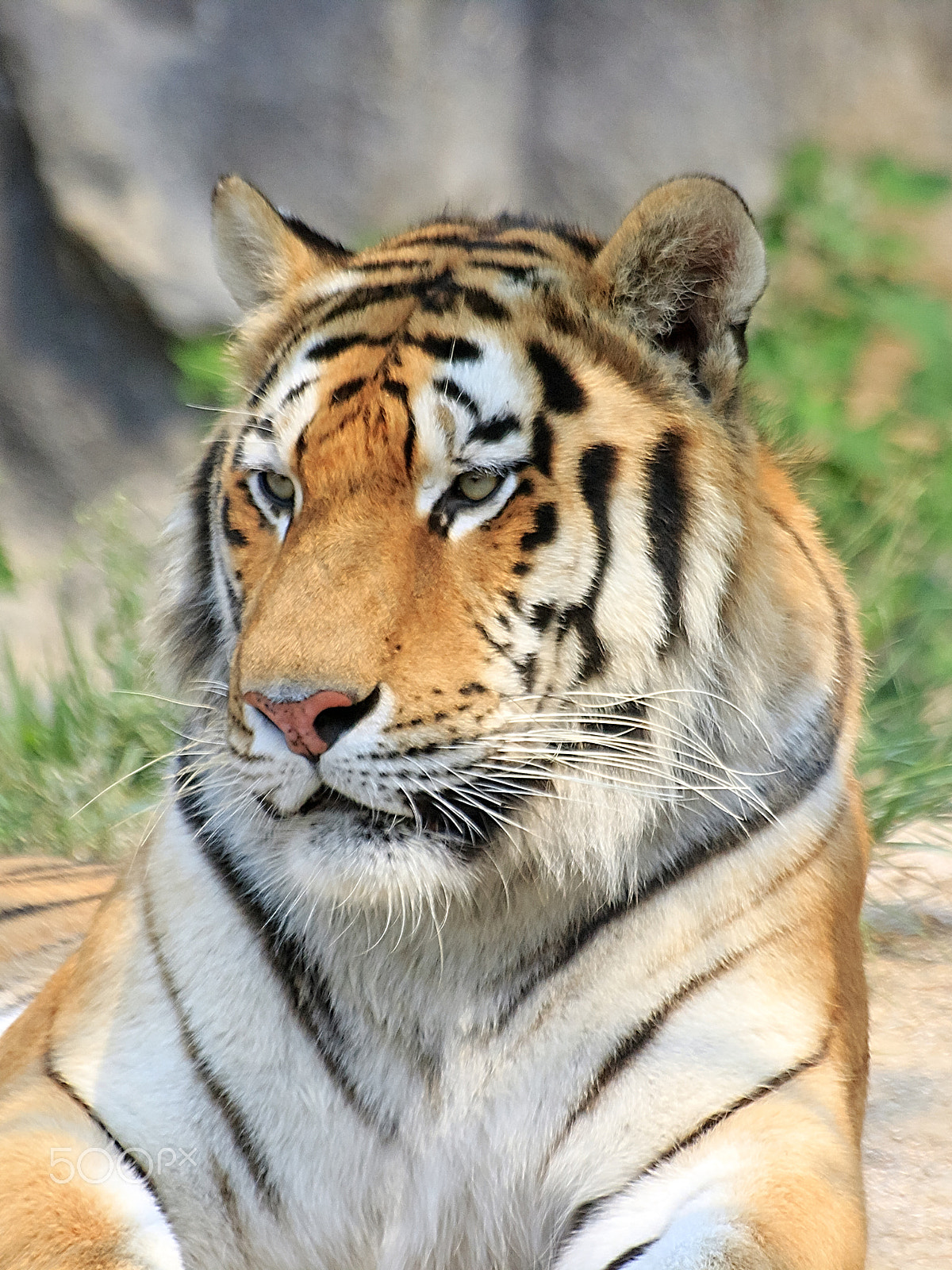 Sigma 70-300mm F4-5.6 APO DG Macro sample photo. Siberian tiger photography