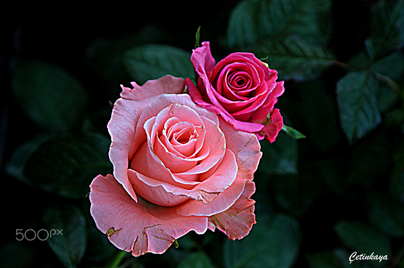 Nikon D300S sample photo. Rose photography