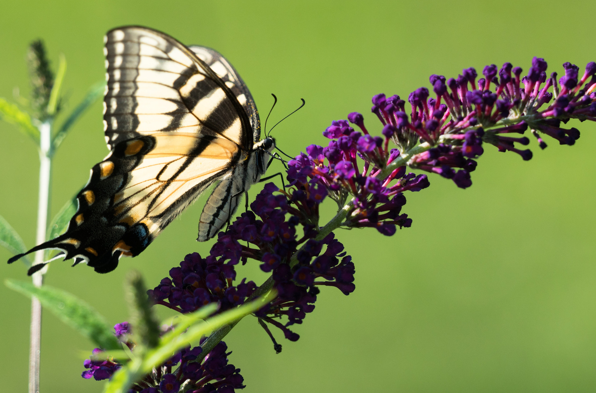 Sony FE 70-300mm F4.5-5.6 G OSS sample photo. Tiger swallowtail photography