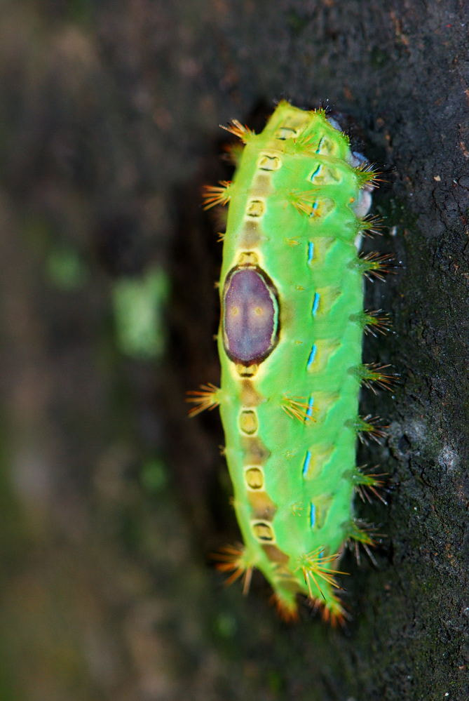 Nikon AF-S Micro-Nikkor 105mm F2.8G IF-ED VR sample photo. Portrait of eucleid larva photography