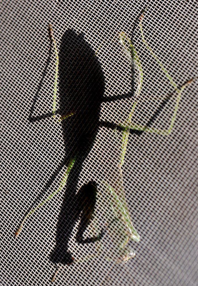 Nikon AF-S Micro-Nikkor 105mm F2.8G IF-ED VR sample photo. 【vd视觉记忆】【2012.10.31】昆虫世界no.16 photography
