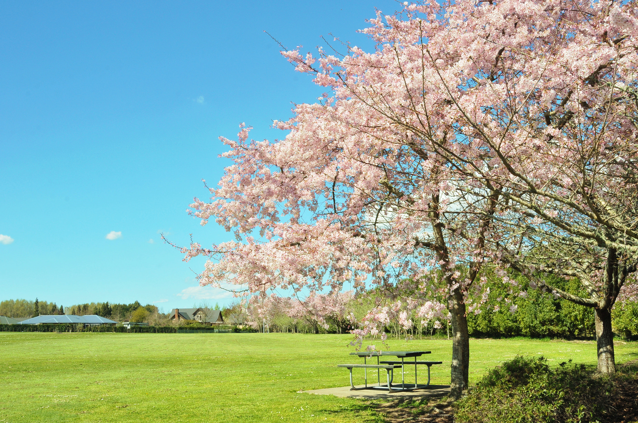 Nikon AF Nikkor 24-85mm F2.8-4D IF sample photo. Sukura  photography