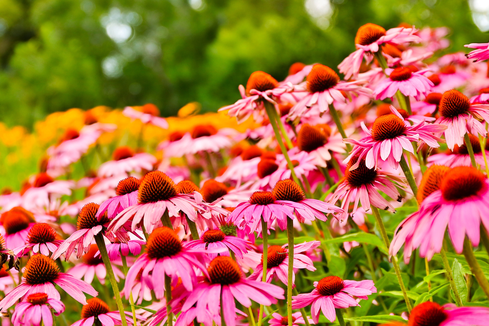 Canon EOS 5DS sample photo