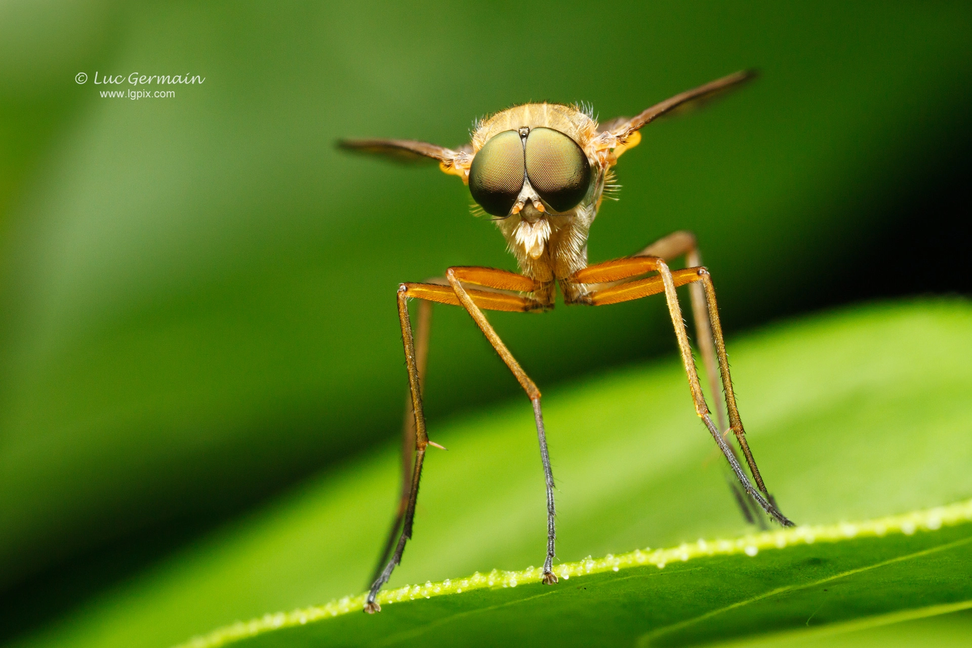 Canon MP-E 65mm F2.5 1-5x Macro Photo sample photo. Fly photography