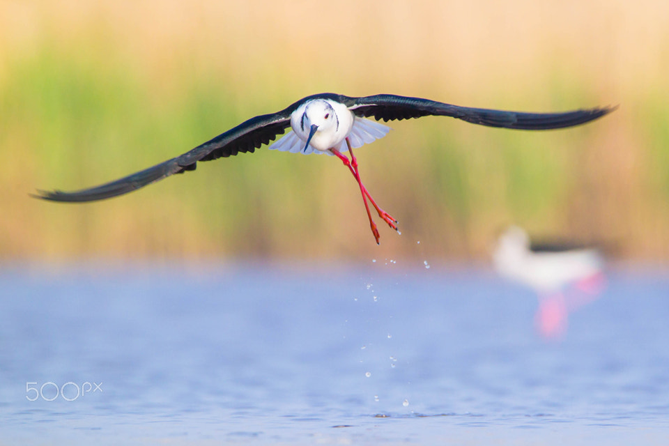 Canon EOS-1D Mark IV sample photo. Take off photography