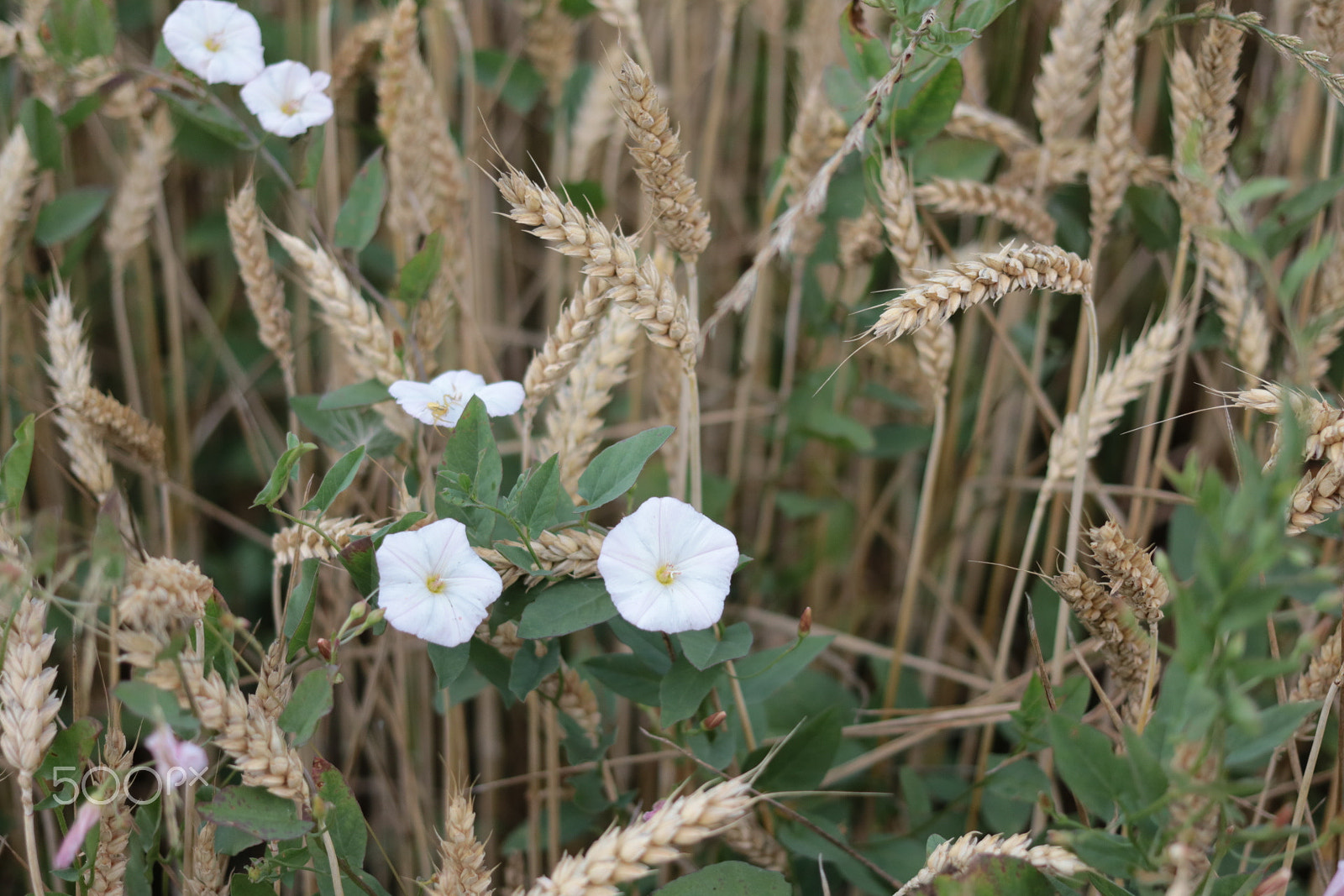 Canon EOS 750D (EOS Rebel T6i / EOS Kiss X8i) + Canon EF 40mm F2.8 STM sample photo. Cereal photography