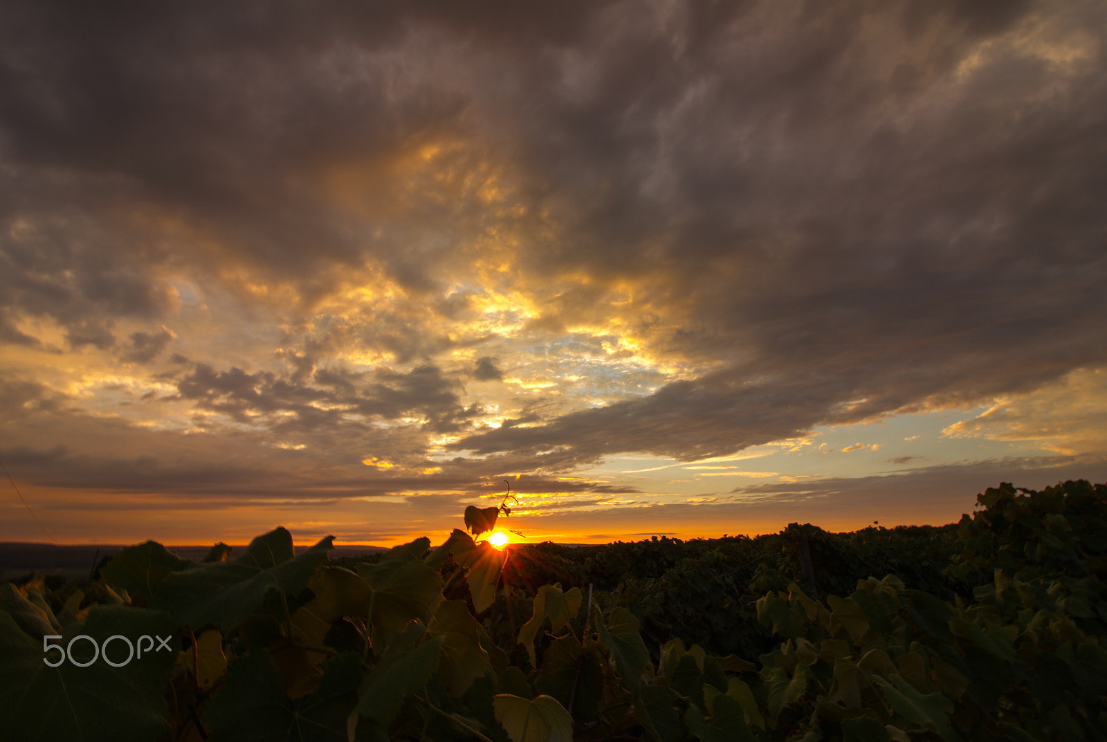 Canon EOS 550D (EOS Rebel T2i / EOS Kiss X4) sample photo. Sunset in the vines photography