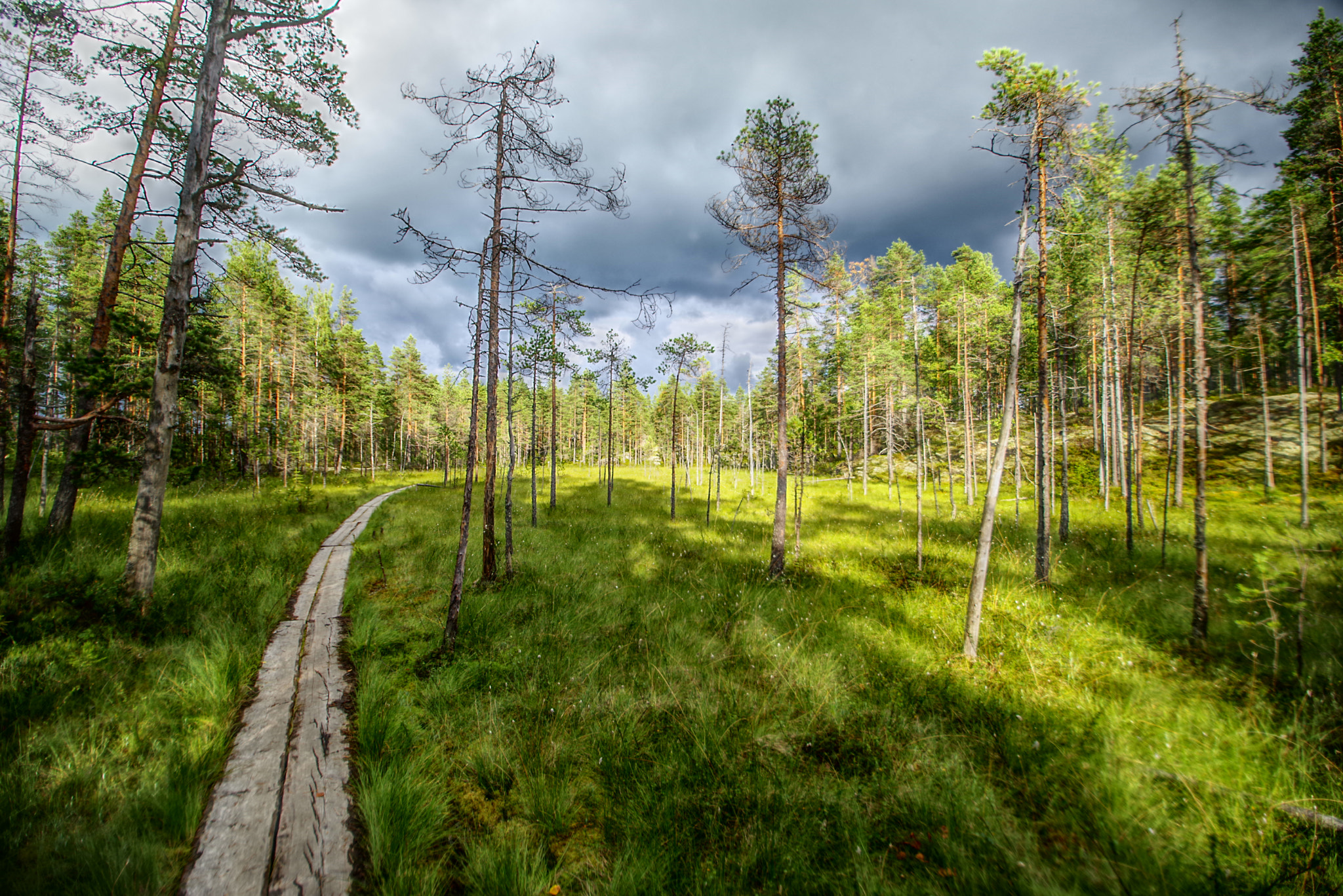 Pentax K-1 sample photo. On the edge of the swamp photography