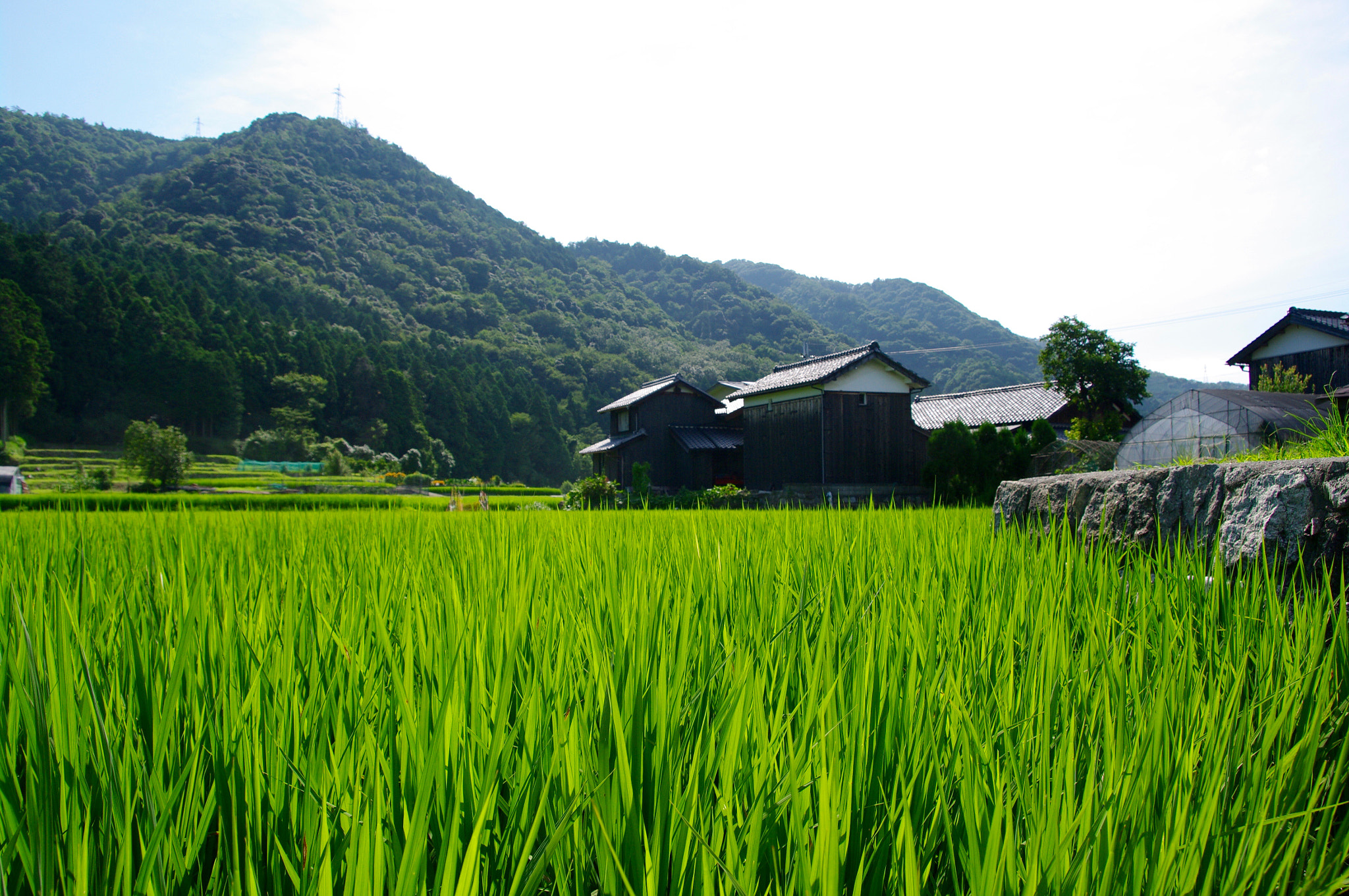 Pentax K20D sample photo. The young rice photography