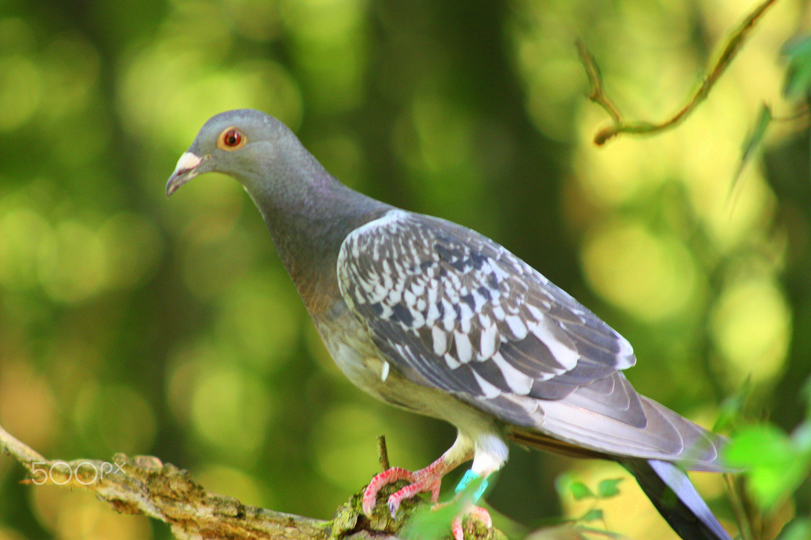 Canon EF 90-300mm F4.5-5.6 sample photo. Pigeon photography