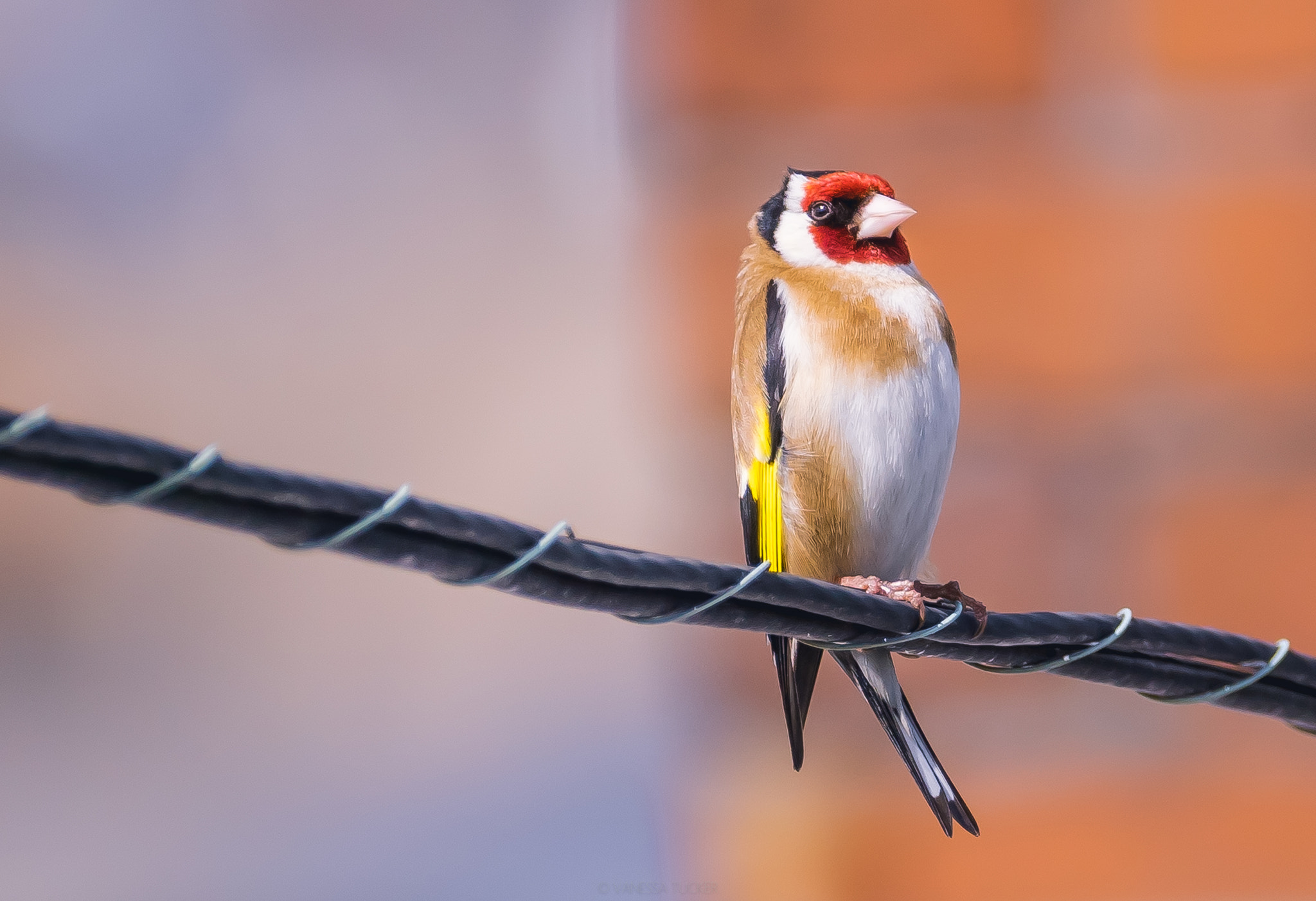 Sony 70-300mm F4.5-5.6 G SSM sample photo. Goldfinch on the wire photography