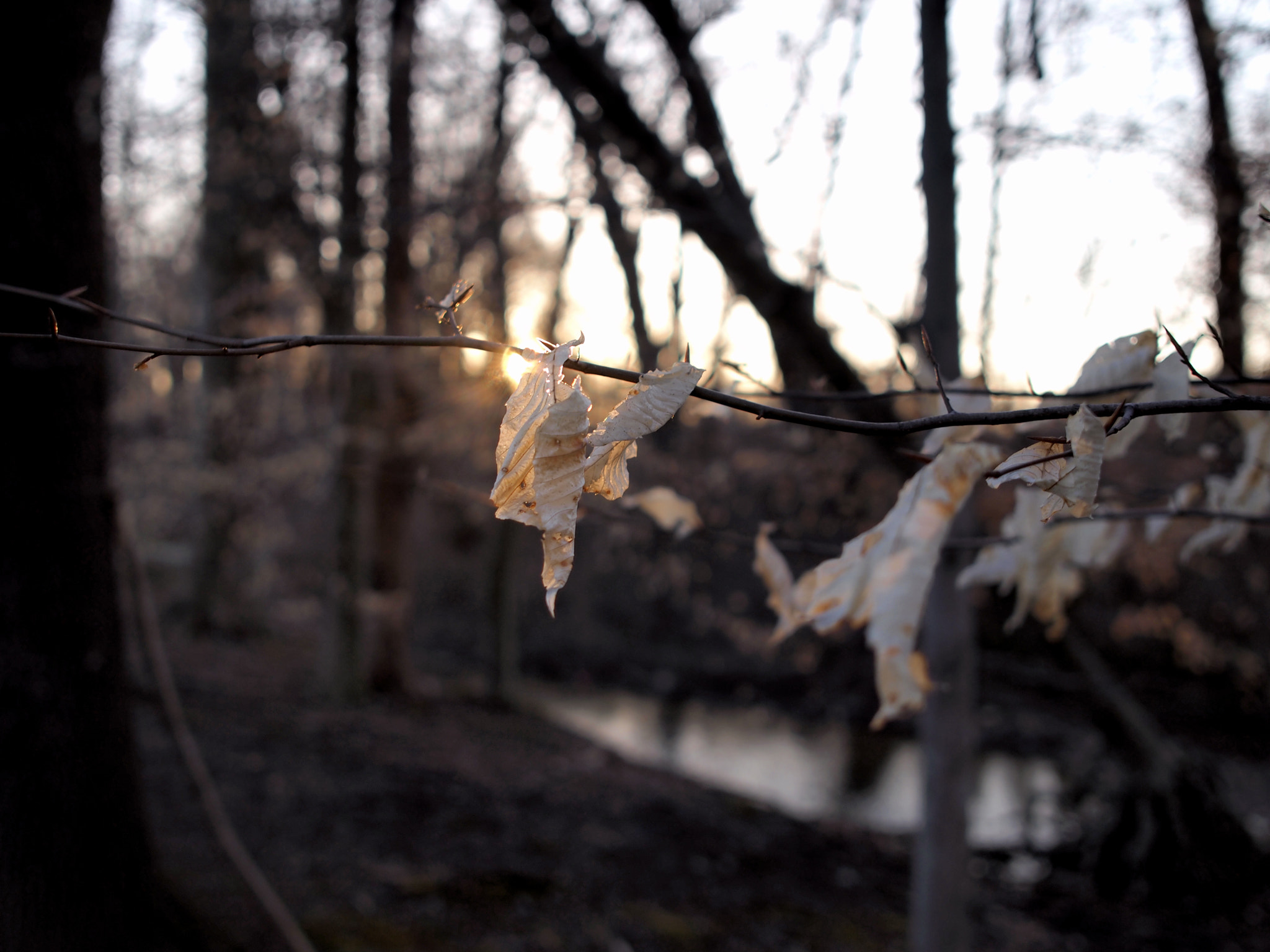 Sigma 19mm F2.8 EX DN sample photo. Fall leaves photography