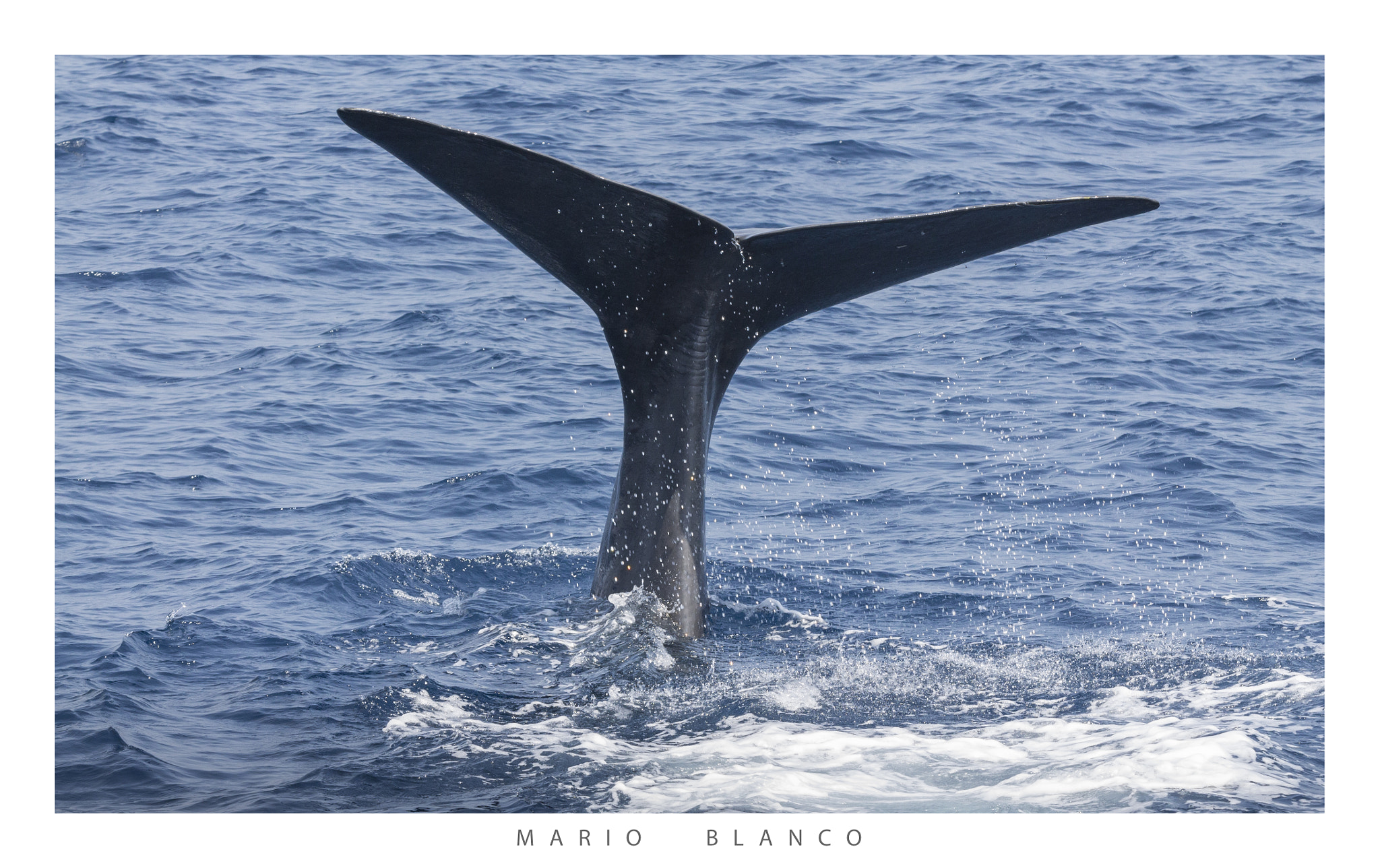 Tamron SP 150-600mm F5-6.3 Di VC USD sample photo. I´ll be back (in 45 min) photography