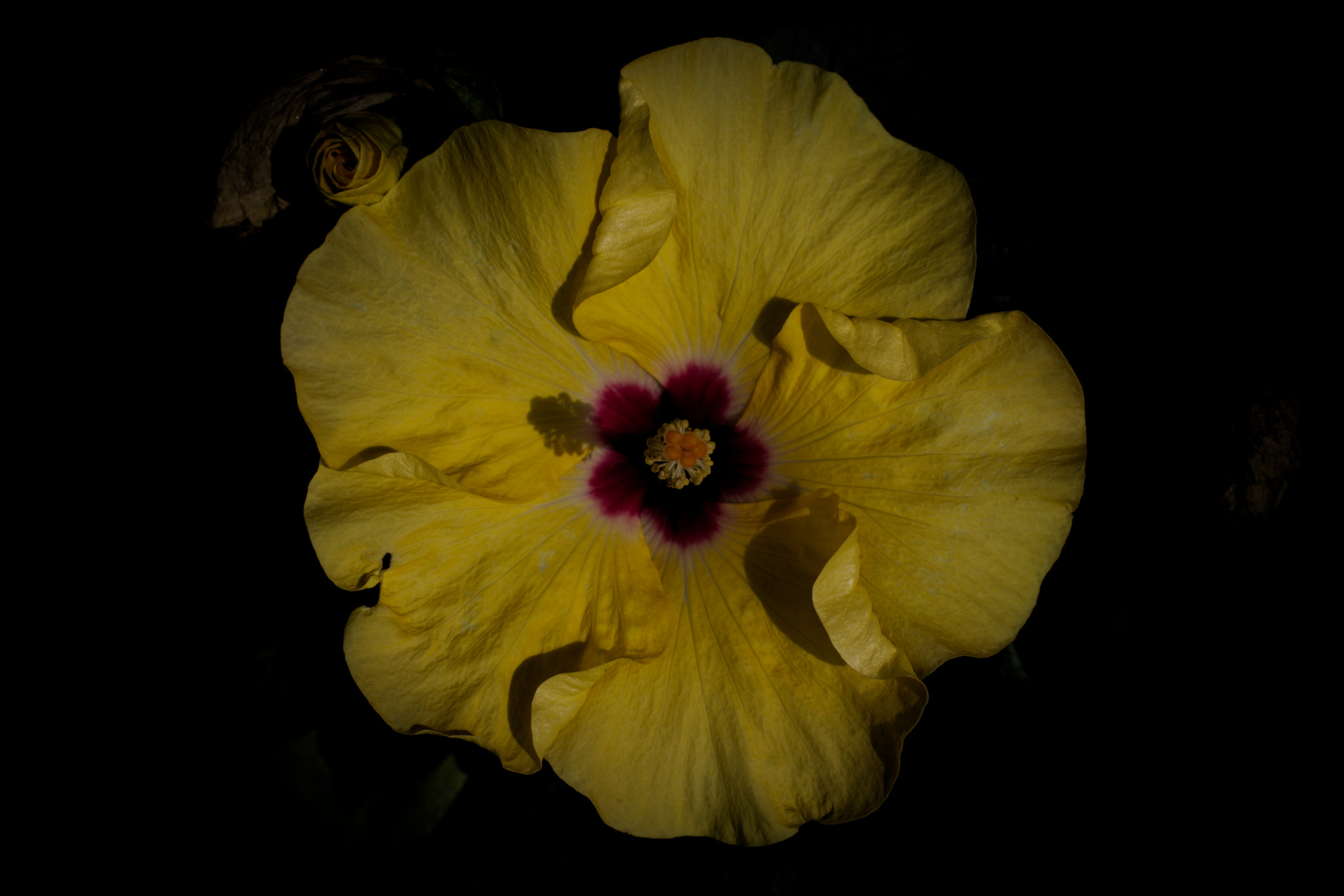 Pentax K-3 + Pentax smc FA 50mm F1.4 sample photo. Meian photography
