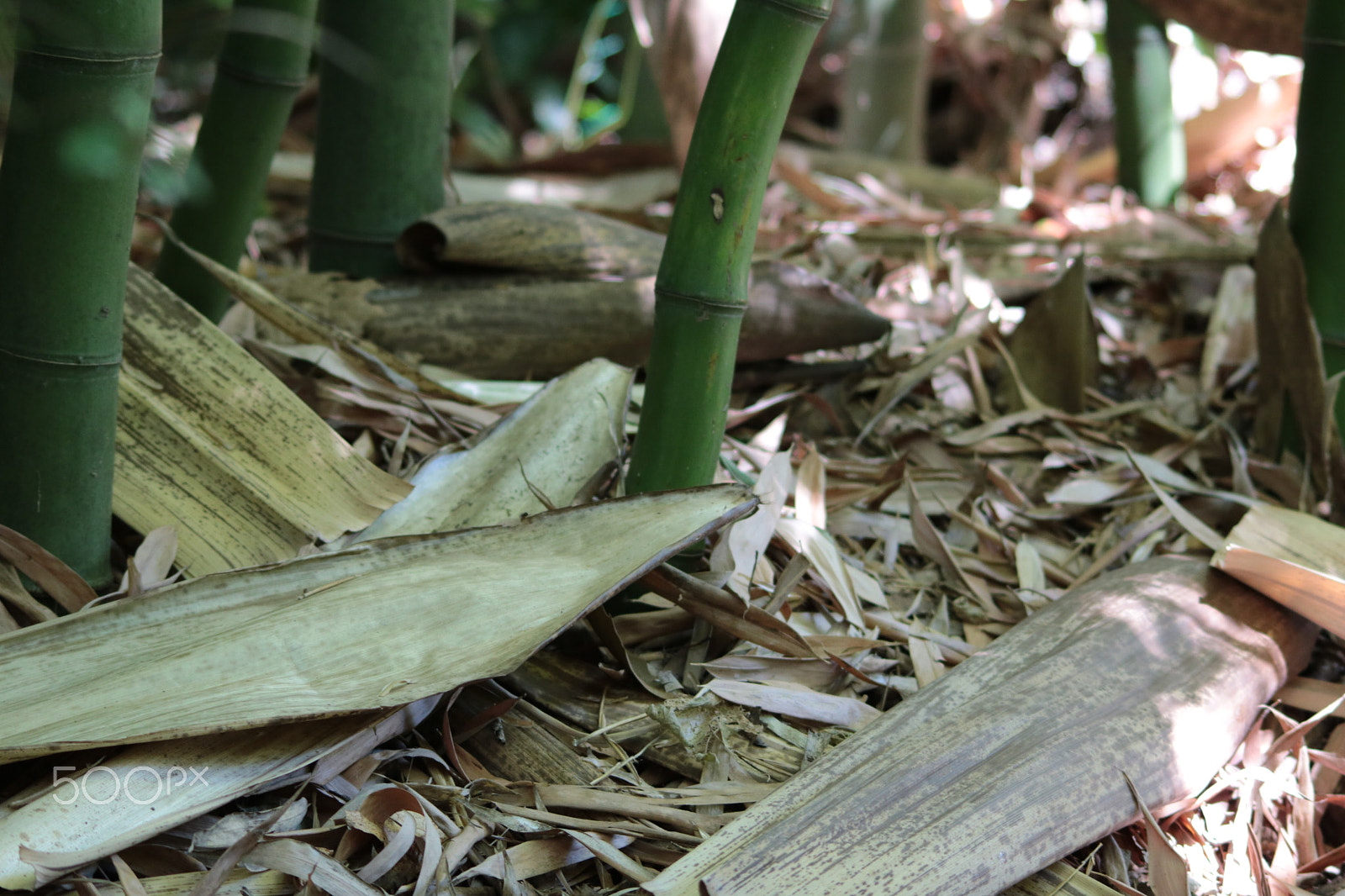 Canon EOS 750D (EOS Rebel T6i / EOS Kiss X8i) sample photo. Bamboo photography
