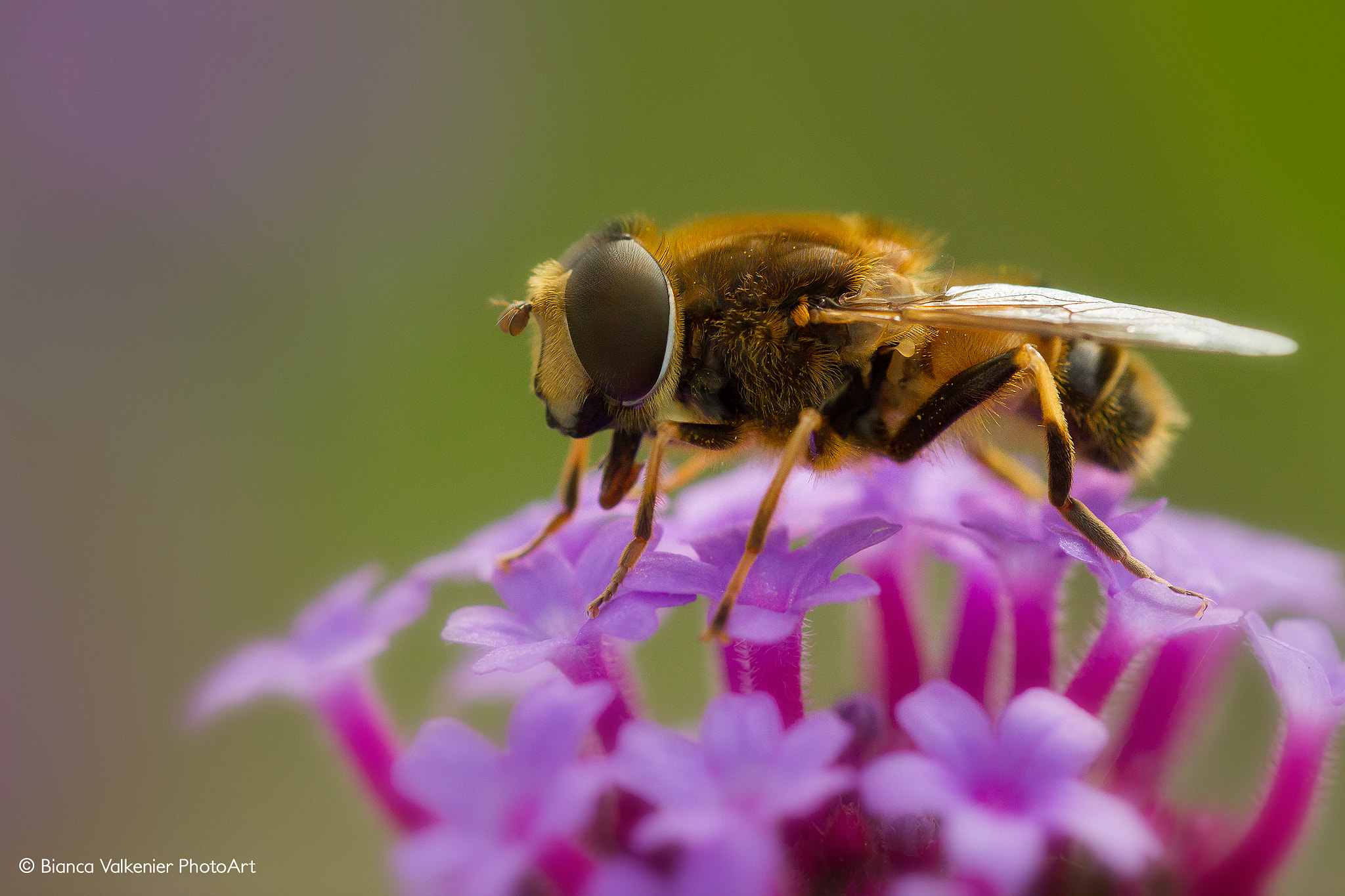 Canon EOS 7D + Sigma 150mm f/2.8 EX DG OS HSM APO Macro sample photo. Hungry hoverfly photography