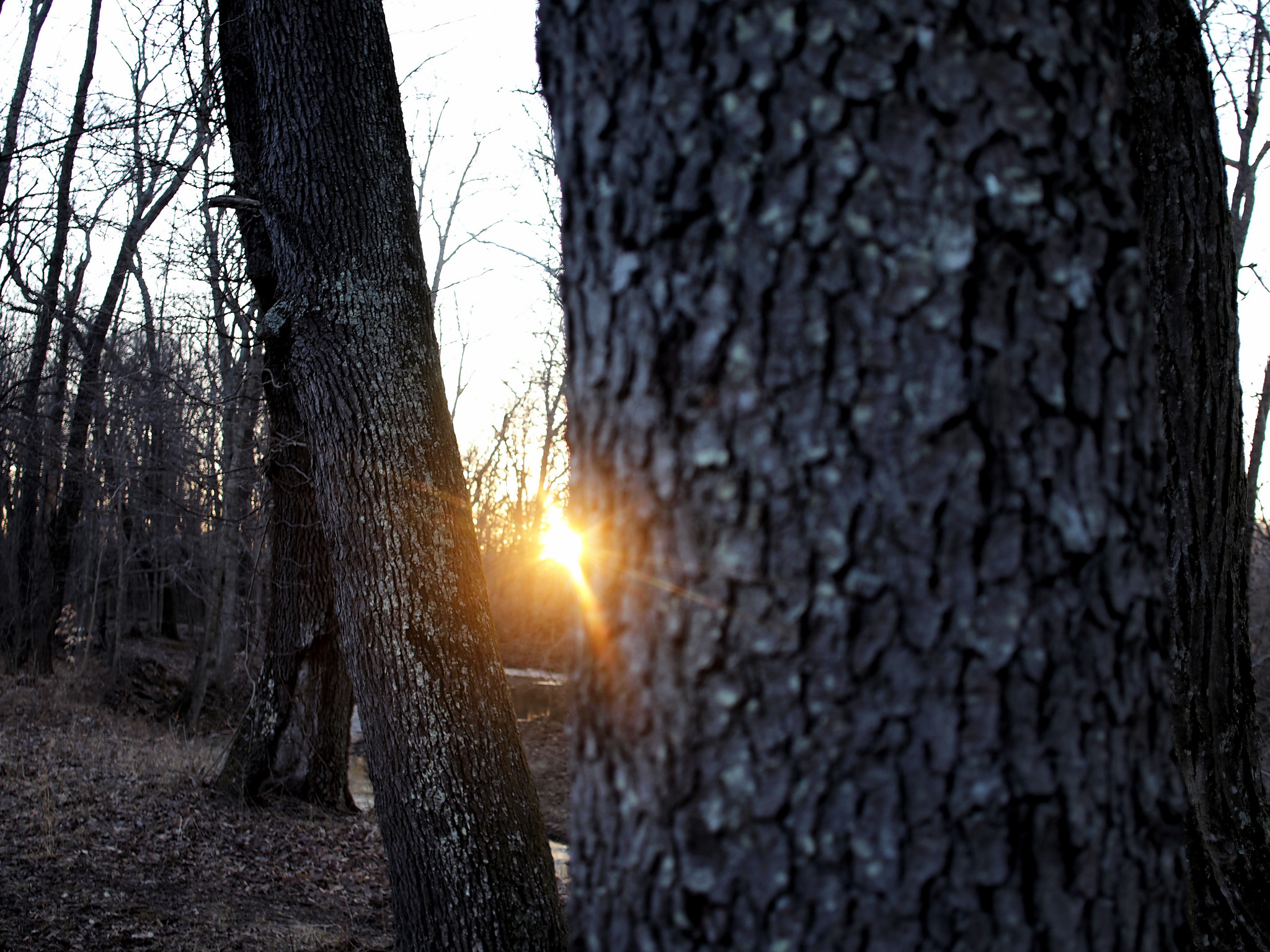Olympus PEN E-PL1 + Sigma 19mm F2.8 EX DN sample photo. Sun beyond the trees photography