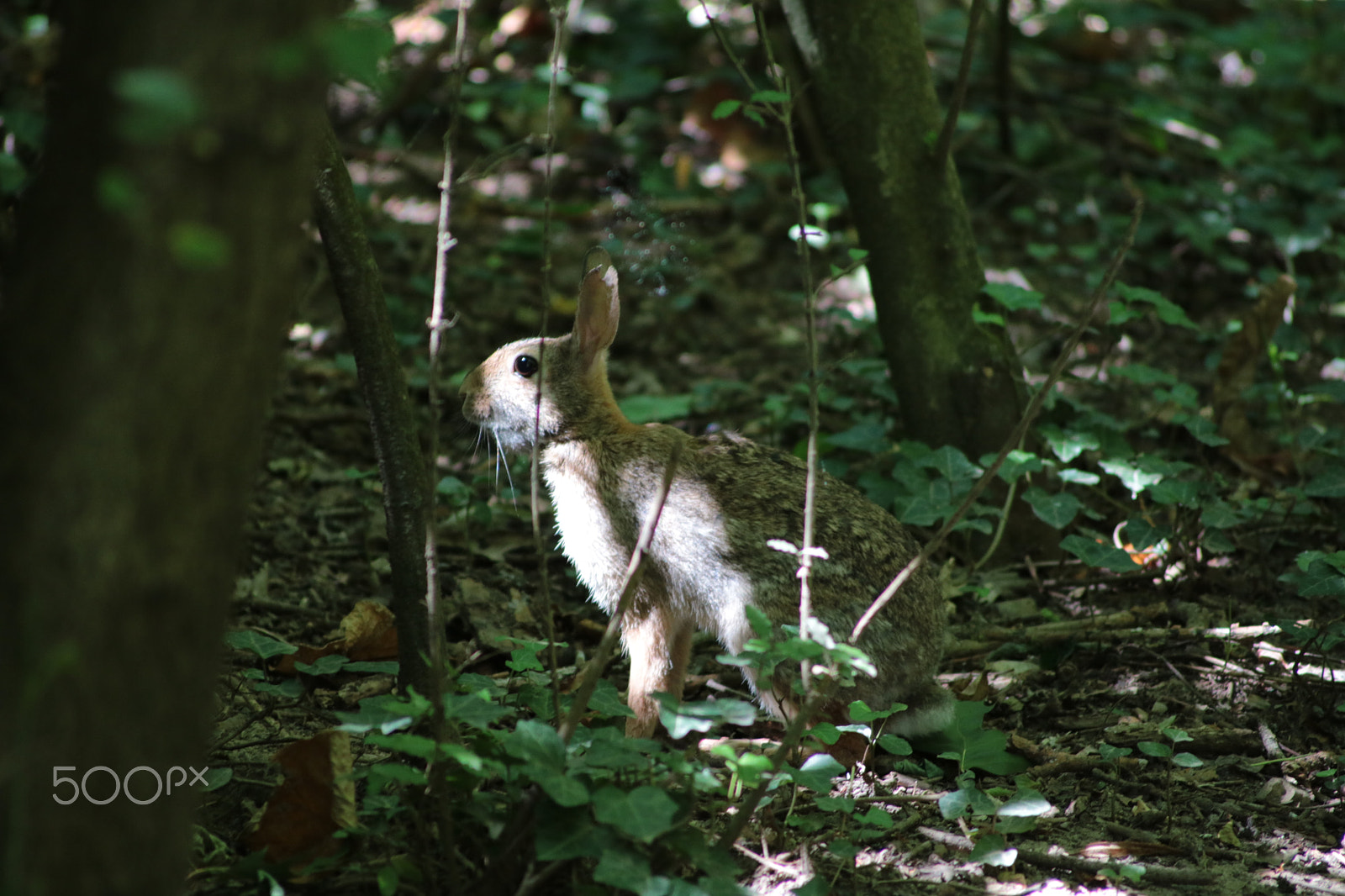 Canon EOS 750D (EOS Rebel T6i / EOS Kiss X8i) sample photo. Hare photography