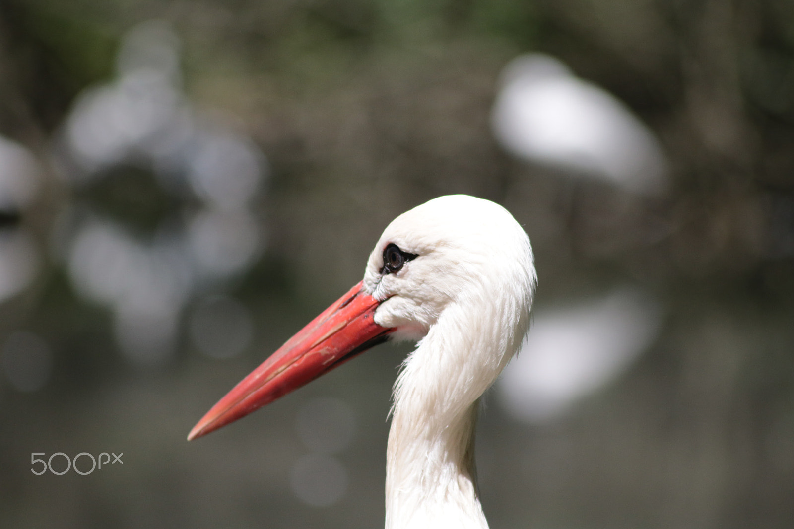 Canon EOS 750D (EOS Rebel T6i / EOS Kiss X8i) sample photo. Stork photography