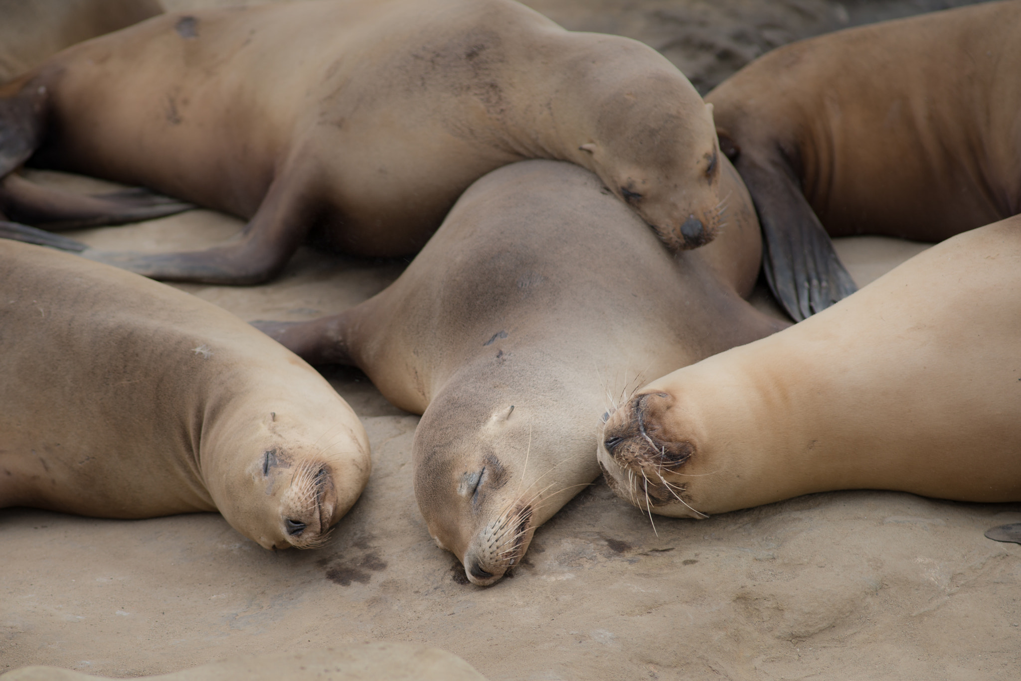 Nikon D800E + Nikon AF Nikkor 180mm F2.8D ED-IF sample photo. La jolla photography