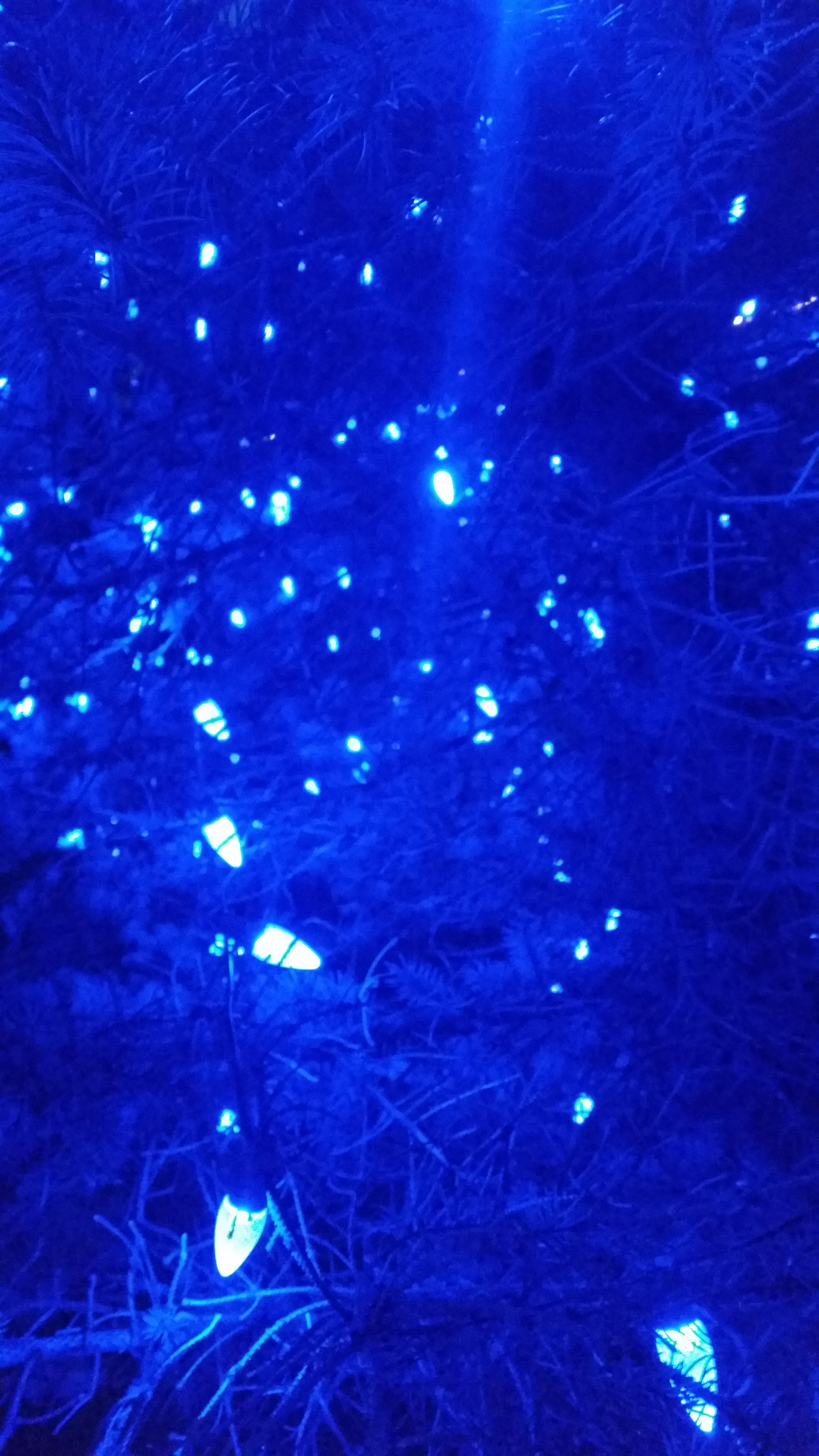 Samsung Galaxy S5 K Sport sample photo. The view from inside of a tree decorated with blue photography