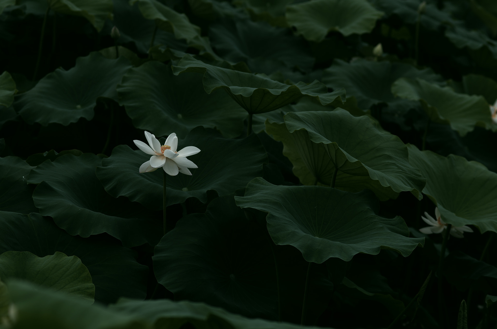 Pentax K-5 IIs + smc PENTAX-FA 135mm F2.8 [IF] sample photo. Green wave photography