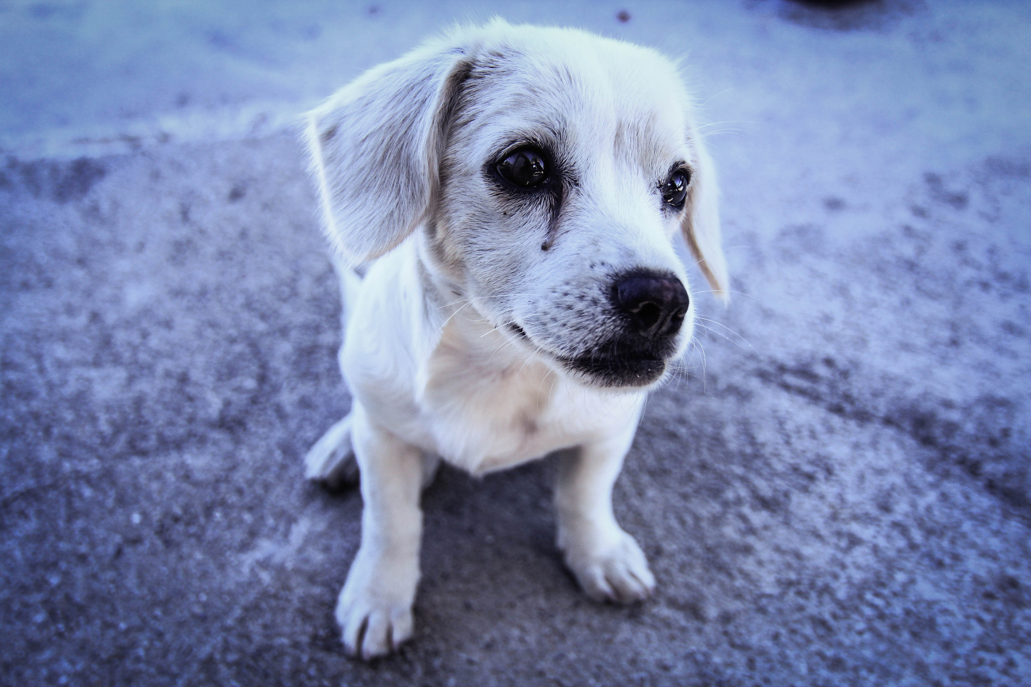 Tokina AT-X 12-28mm F4 Pro DX sample photo. Street dog photography