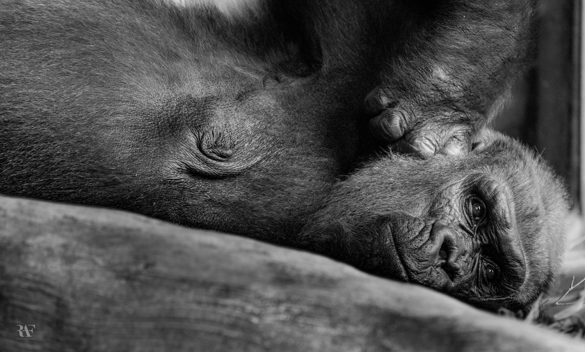 Tamron SP 150-600mm F5-6.3 Di VC USD sample photo. The dreamer photography