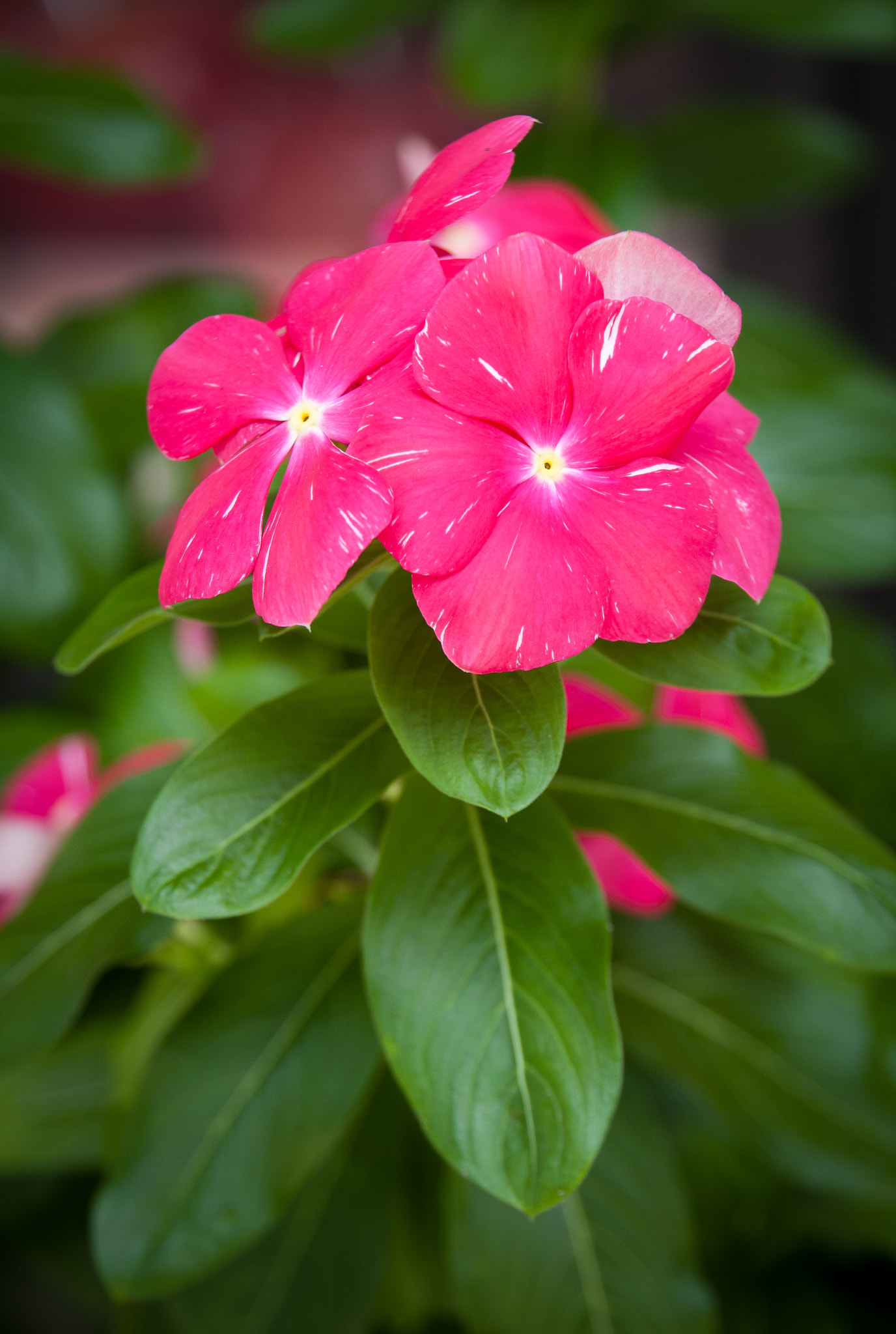 Canon EOS 40D sample photo. Magenta & green photography