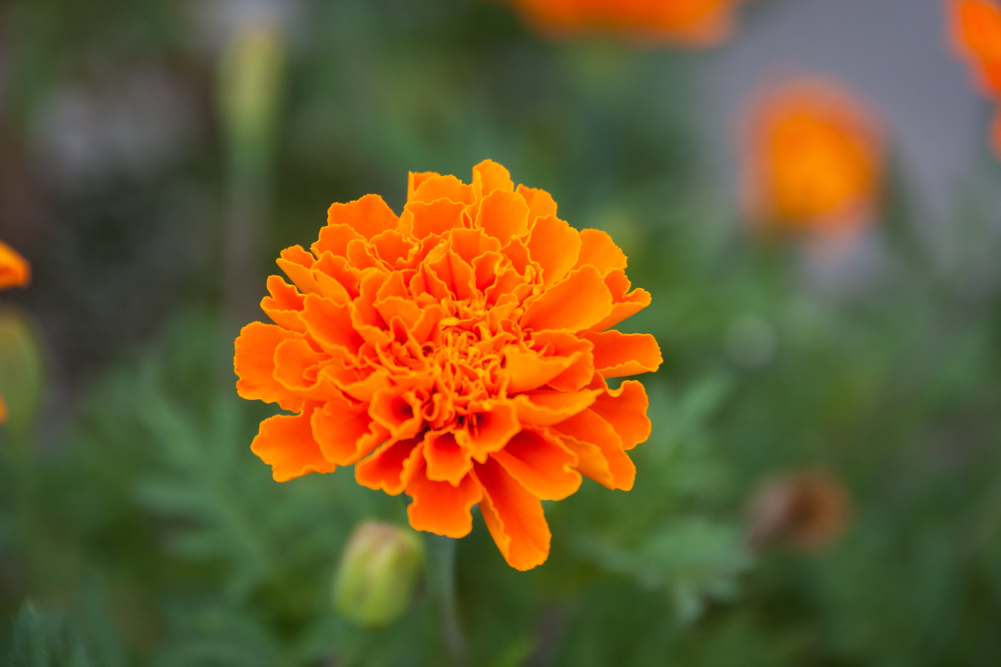 Canon EOS 40D sample photo. Orange burst photography