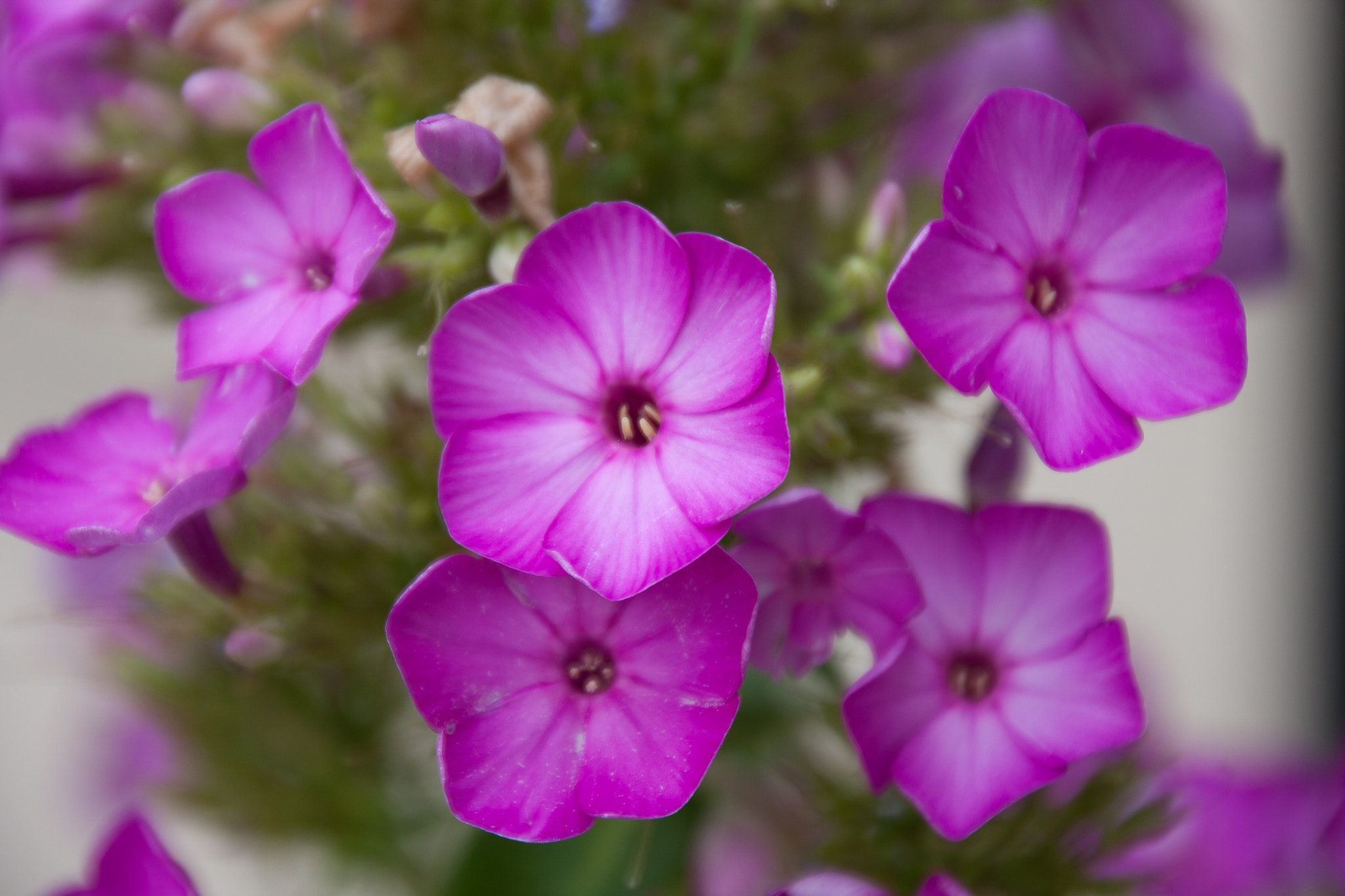 Canon EOS 40D sample photo. Purple flowers photography