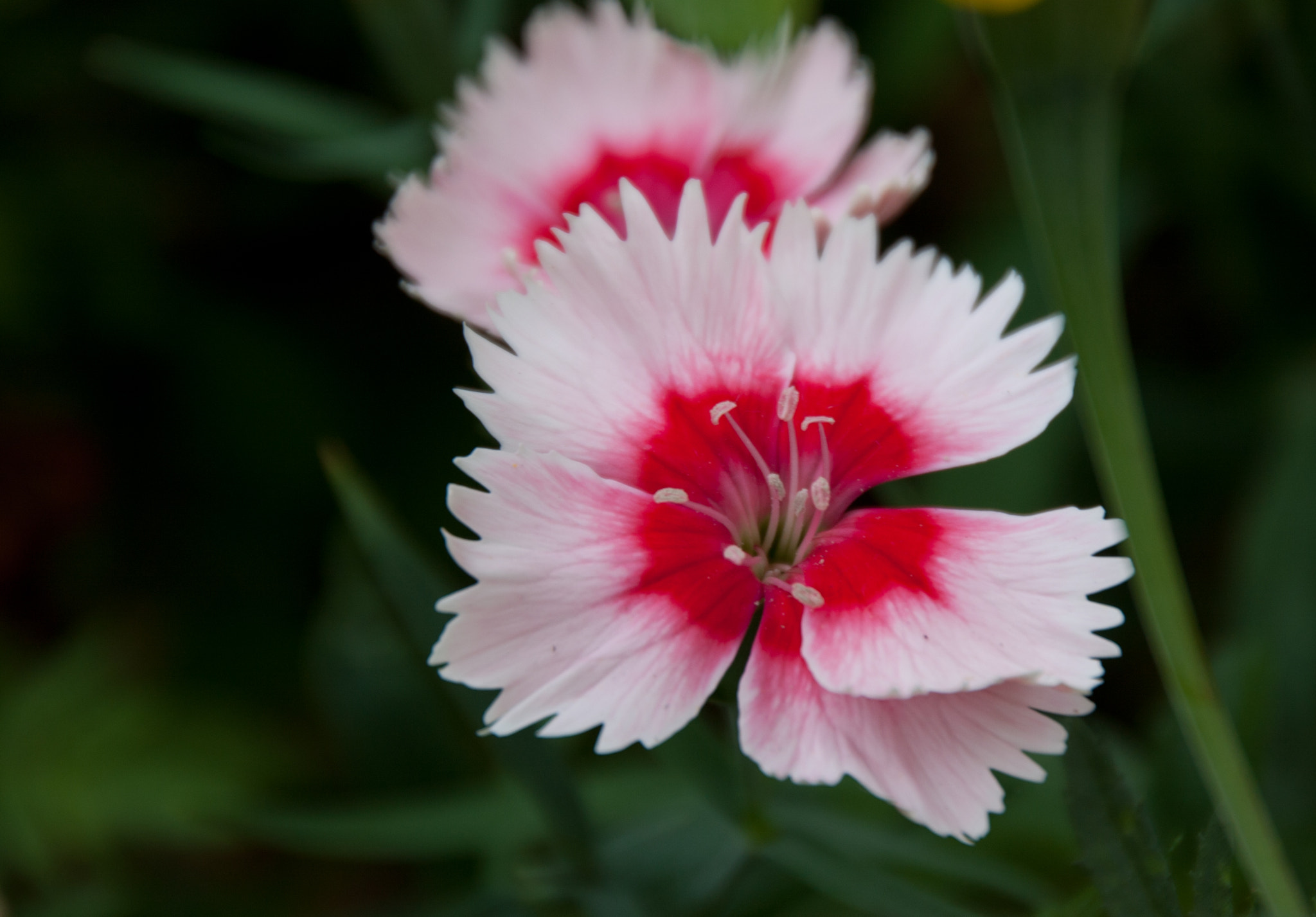 Canon EOS 40D sample photo. Jagged edges photography