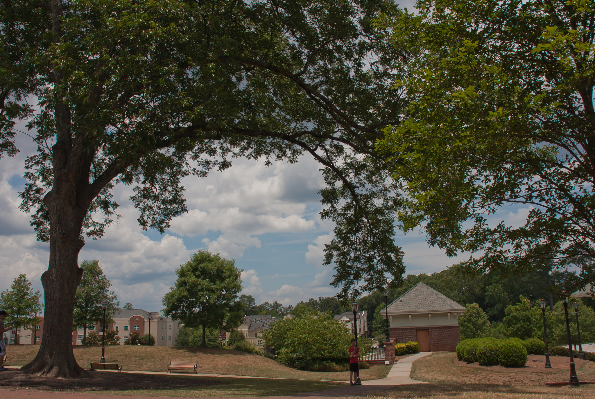 Canon EOS 40D sample photo. The big tree & clouds photography