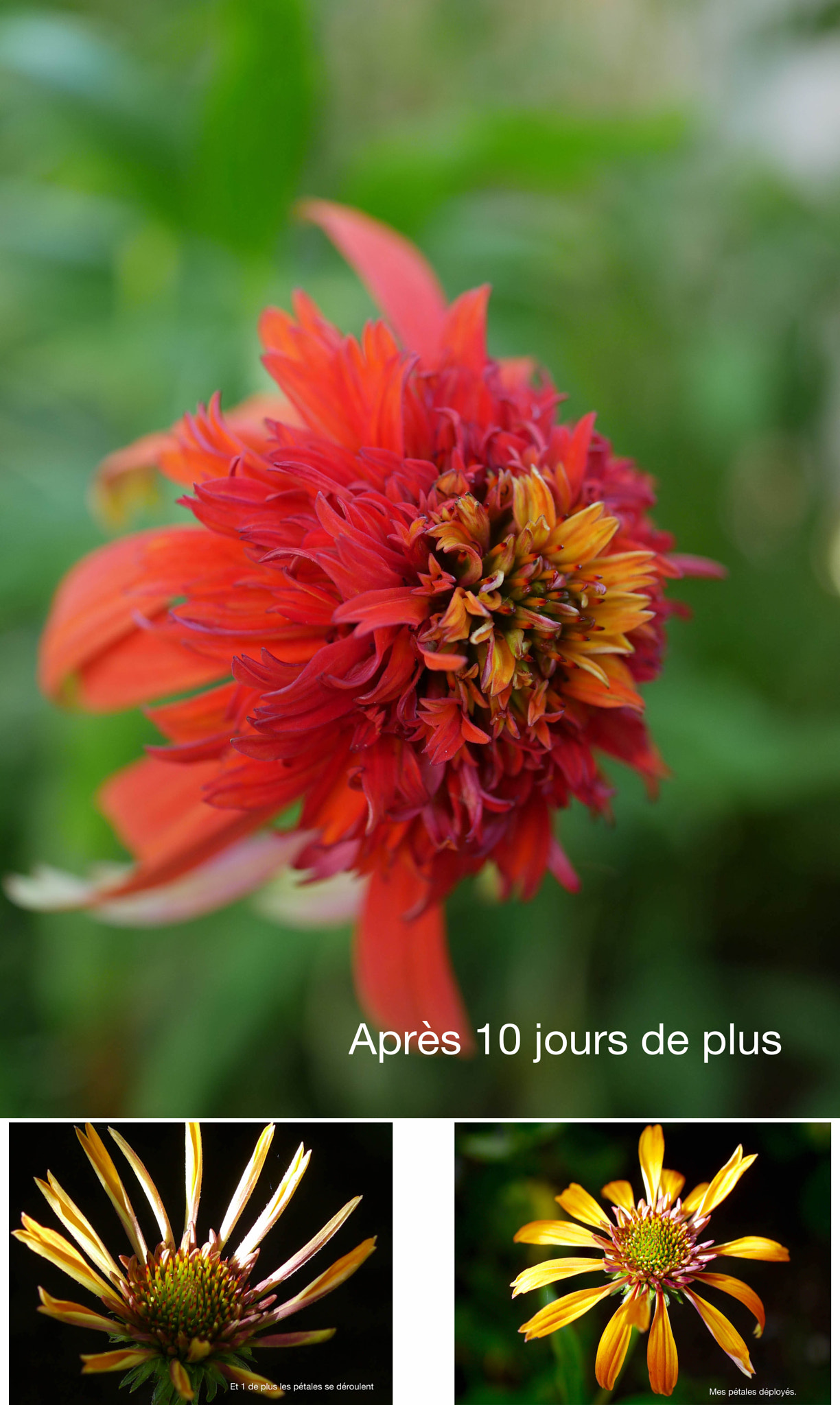 Panasonic Lumix G Macro 30mm F2.8 ASPH Mega OIS sample photo. Apres 10 jours de plus. photography