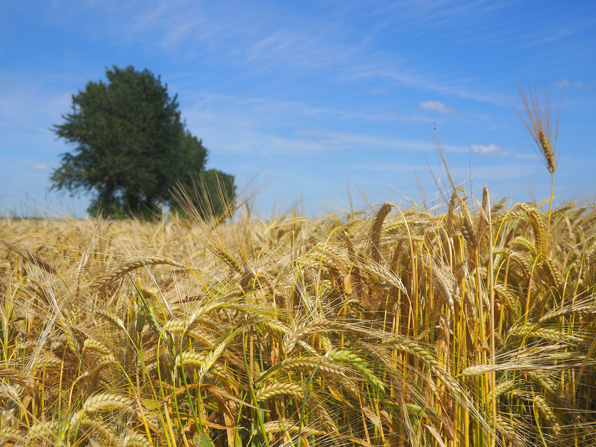 Olympus OM-D E-M5 II + Panasonic Lumix G 20mm F1.7 ASPH sample photo. A flotilla of trees on a sea of barley photography