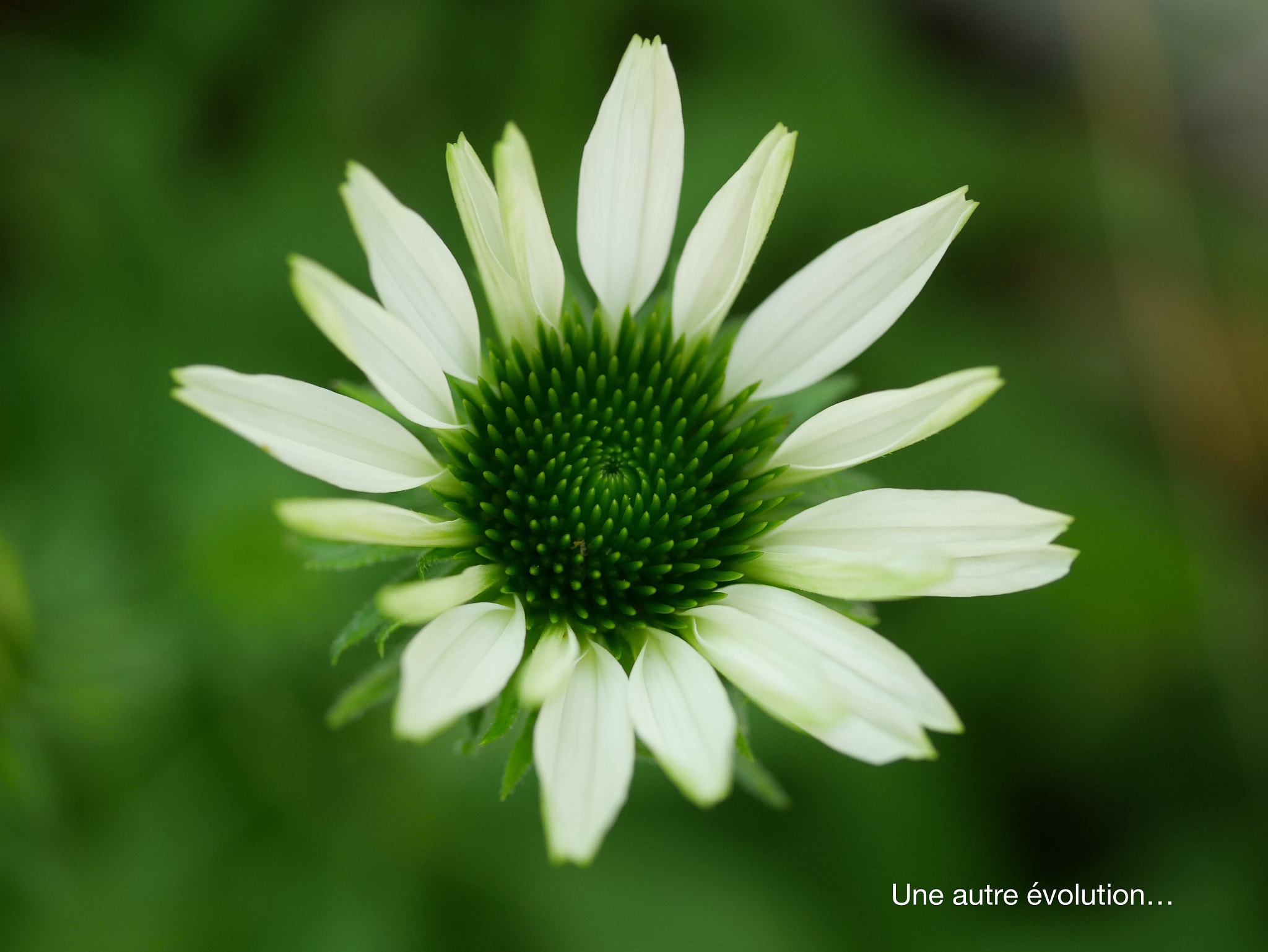 Panasonic Lumix G Macro 30mm F2.8 ASPH Mega OIS sample photo. Une autre évolution photography