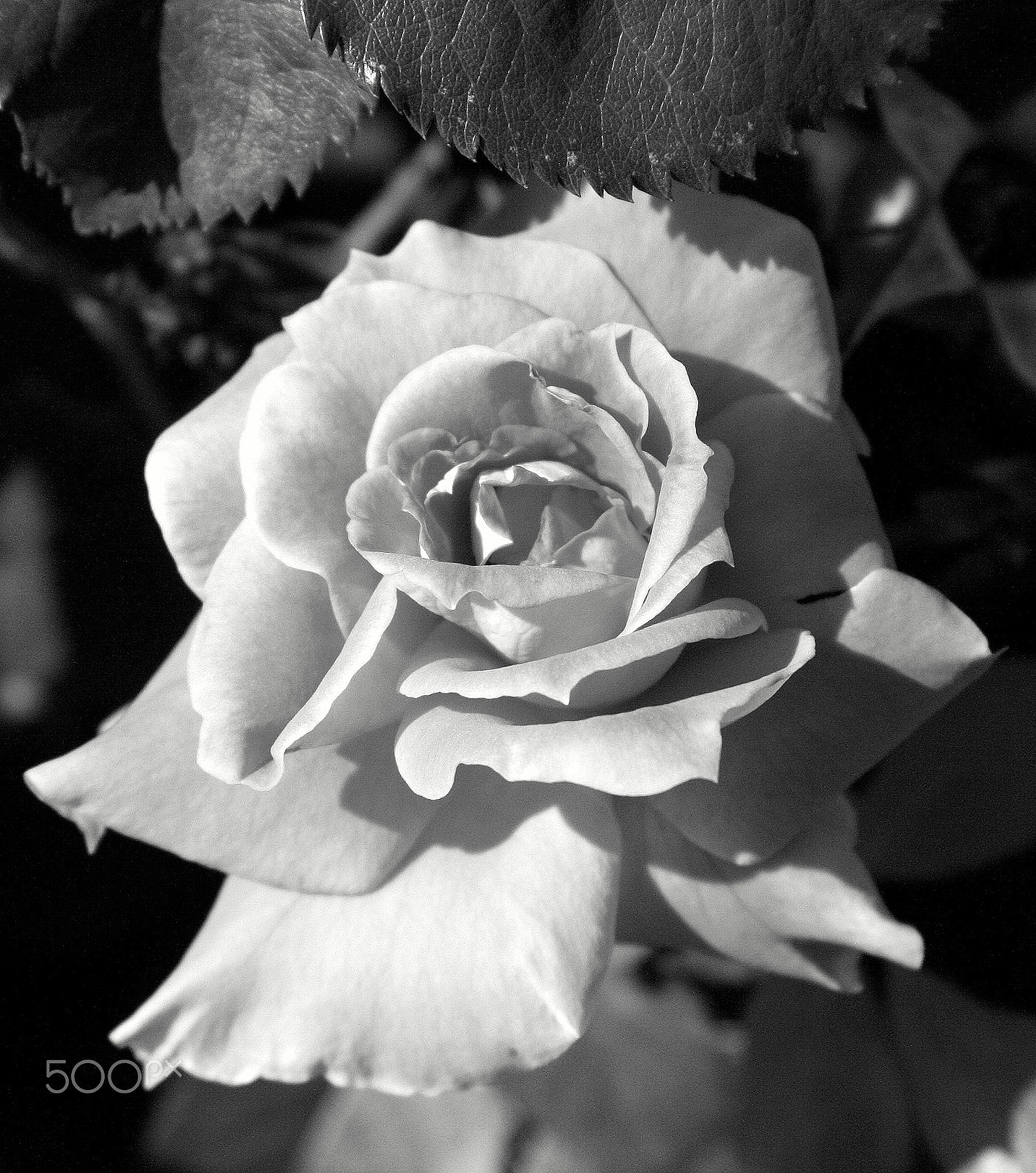 Canon EOS 400D (EOS Digital Rebel XTi / EOS Kiss Digital X) sample photo. Rose b&w photography