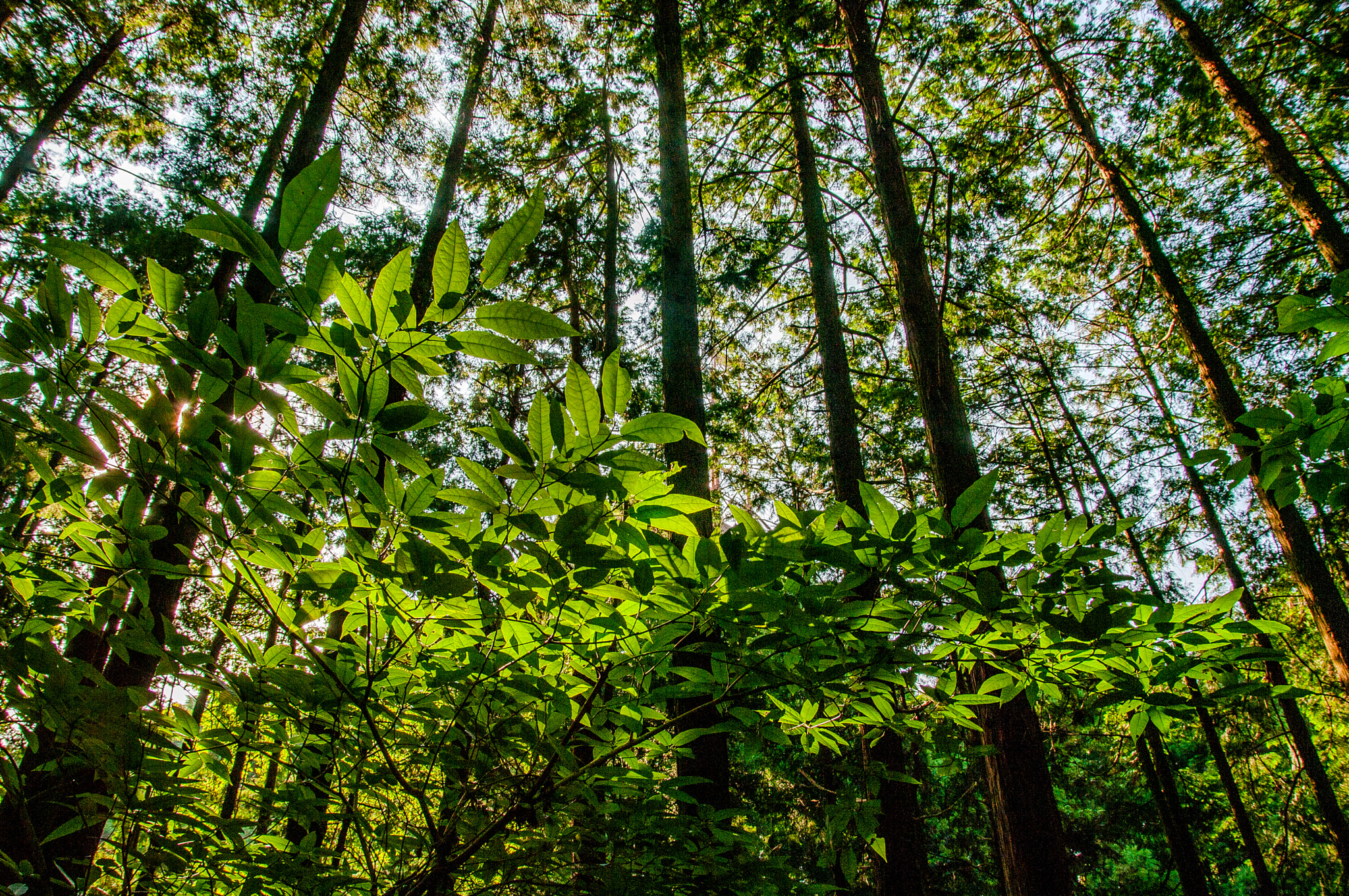 Pentax K20D sample photo. Sunlight down through leaves photography