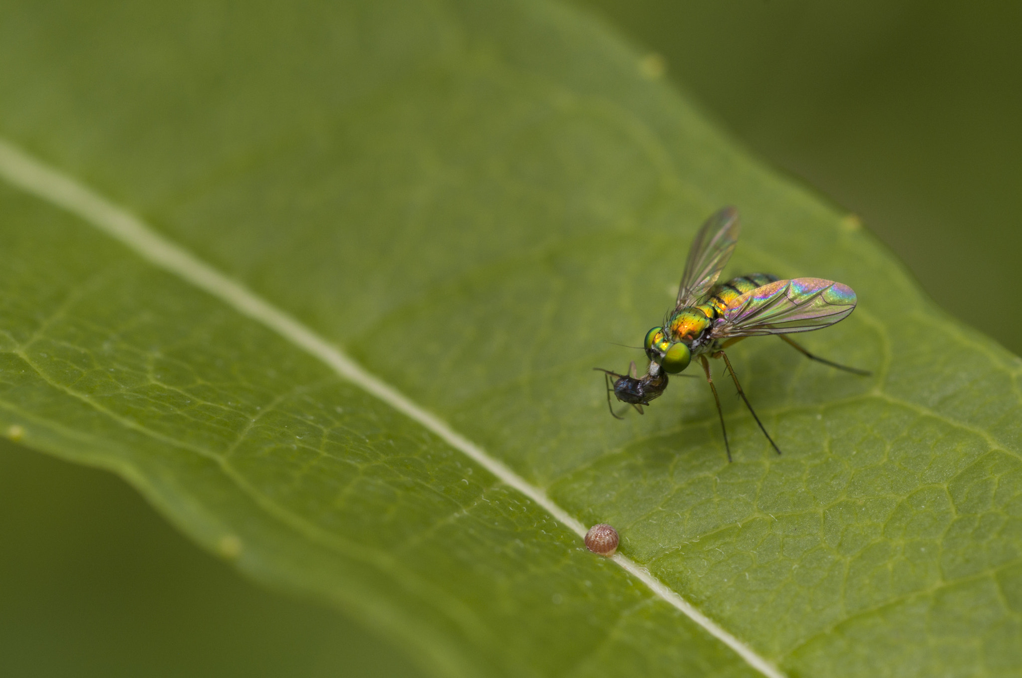 Nikon D90 + Nikon AF Micro-Nikkor 60mm F2.8D sample photo. Dolichopodid photography