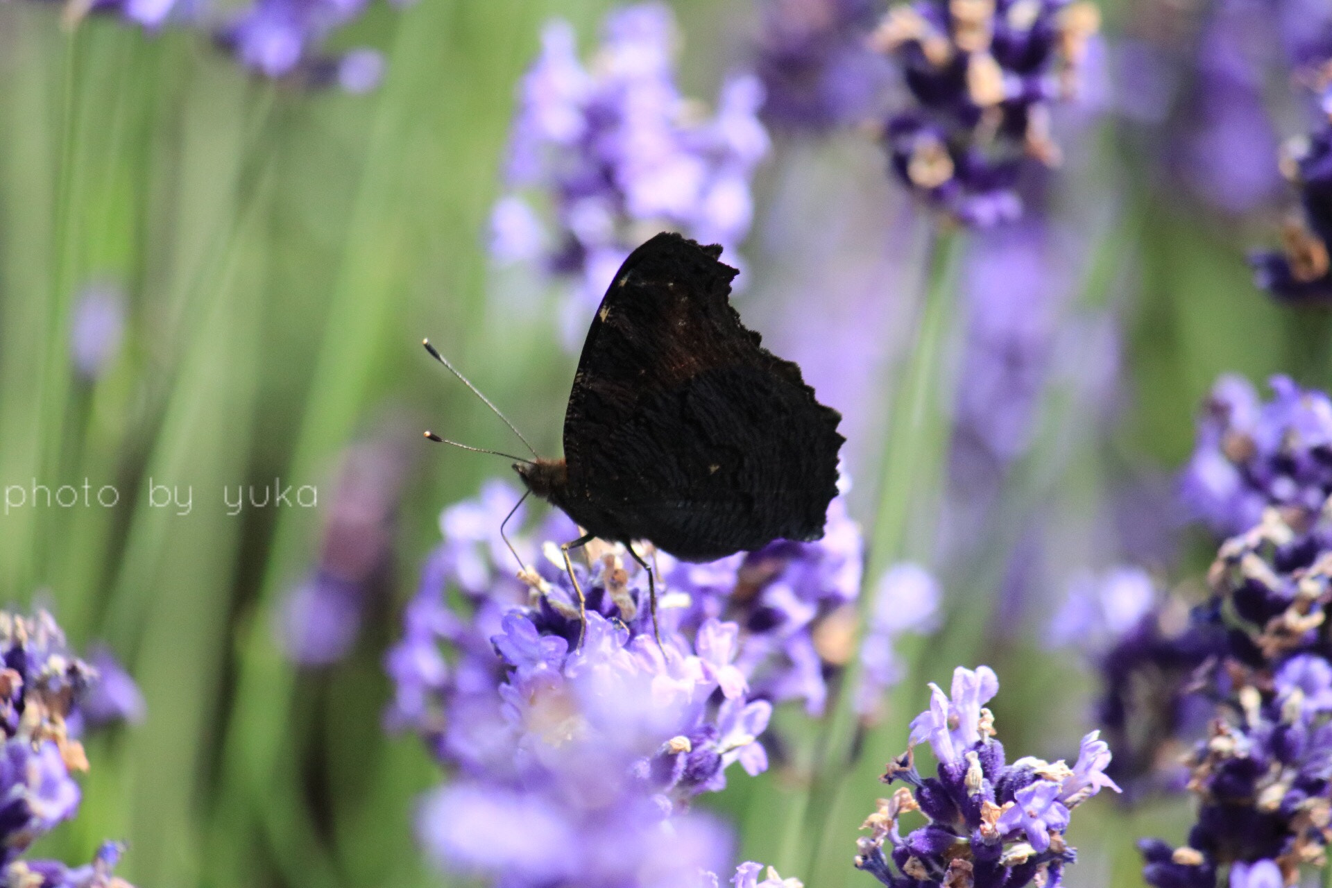 Canon EF-S 55-250mm F4-5.6 IS sample photo