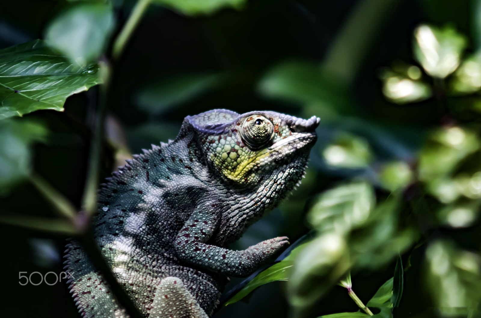 Sony ILCA-77M2 + Minolta AF 70-210mm F4 Macro sample photo. Leguan / iguana photography