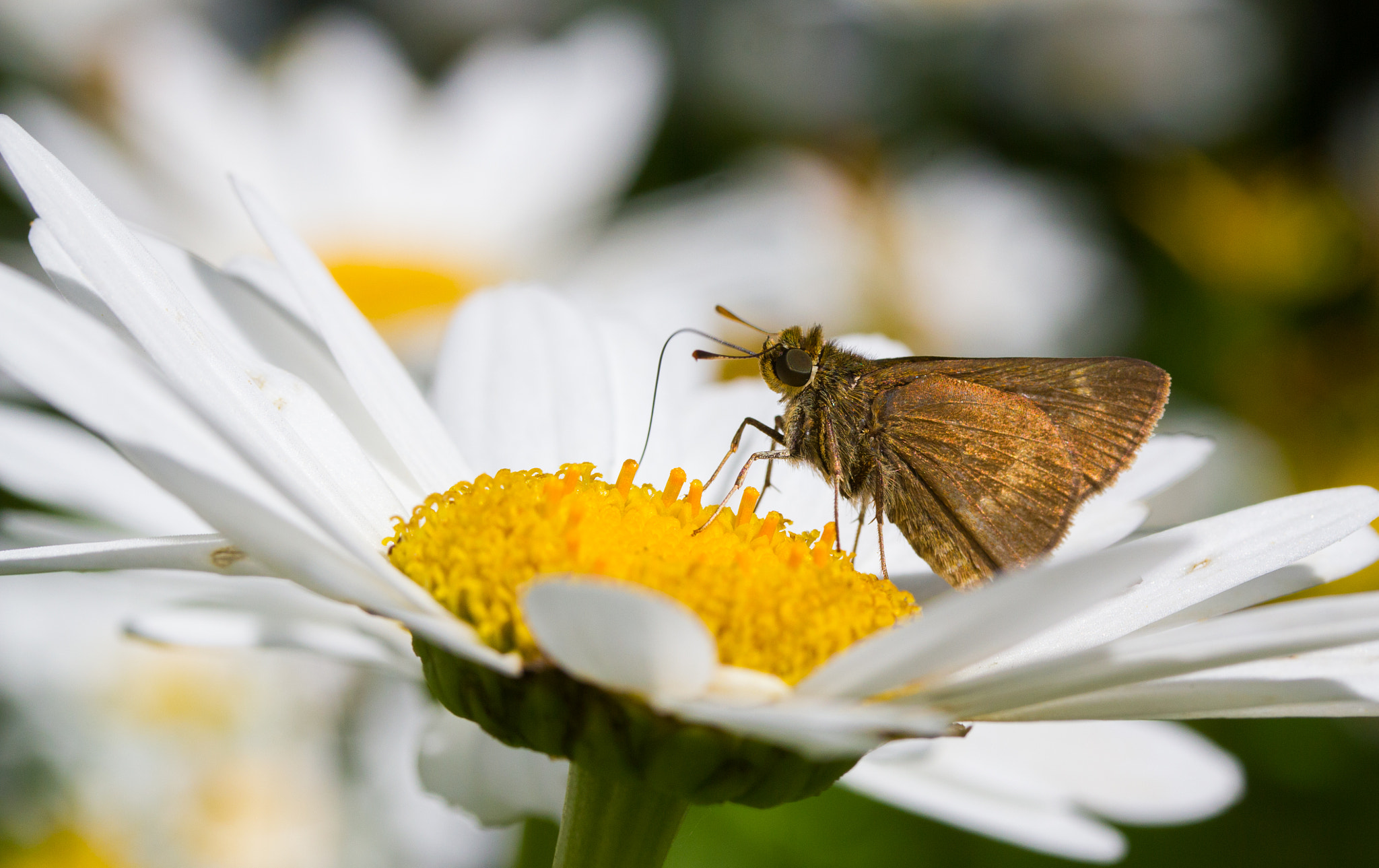 Canon EF-S 60mm F2.8 Macro USM sample photo. Buttterfly breakfast photography