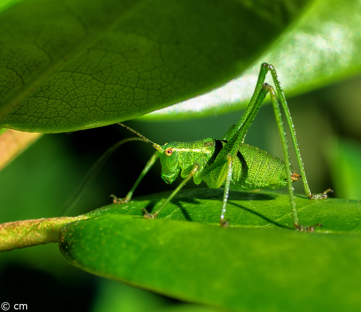 Pentax K-5 IIs + Pentax smc D-FA 50mm F2.8 Macro sample photo. Bearbeitet photography