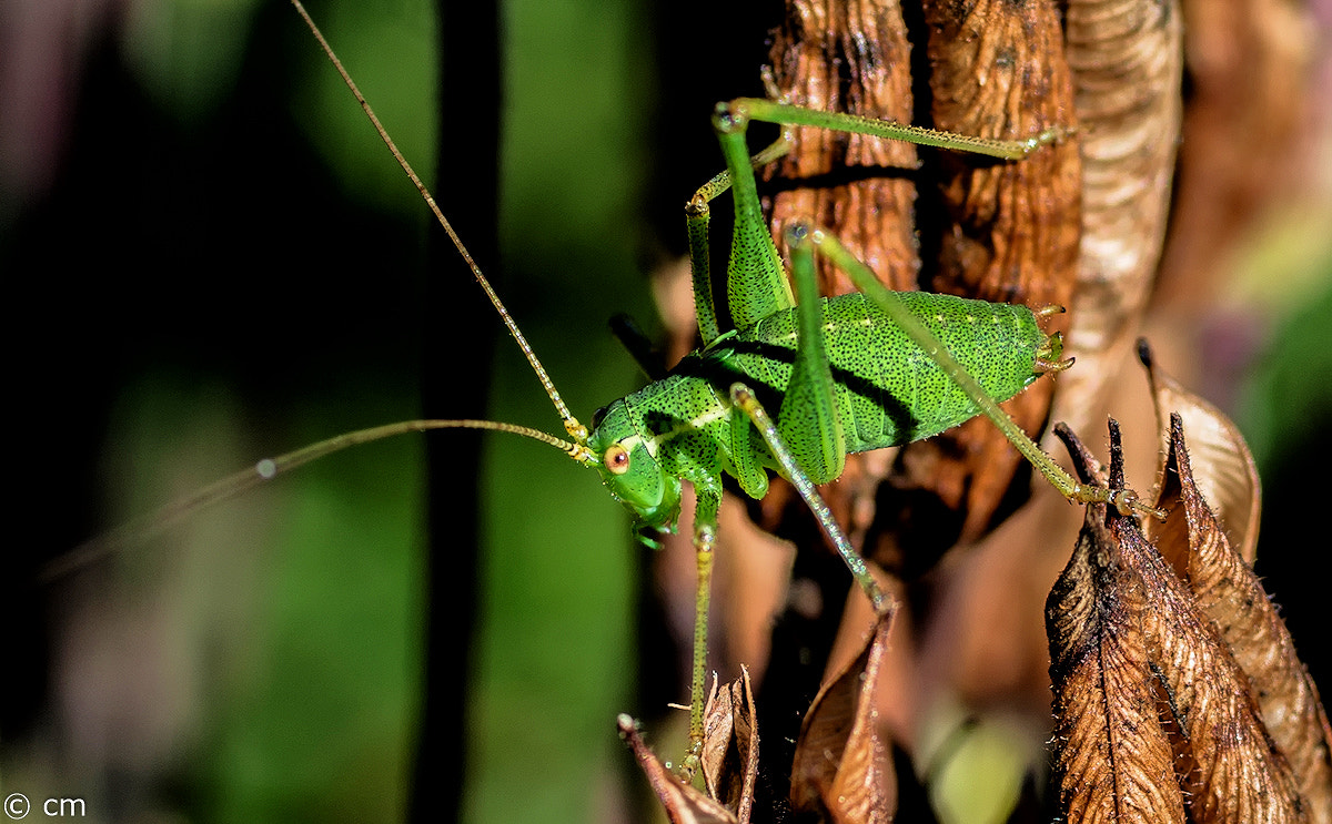 Pentax smc D-FA 50mm F2.8 Macro sample photo. Bearbeitet photography