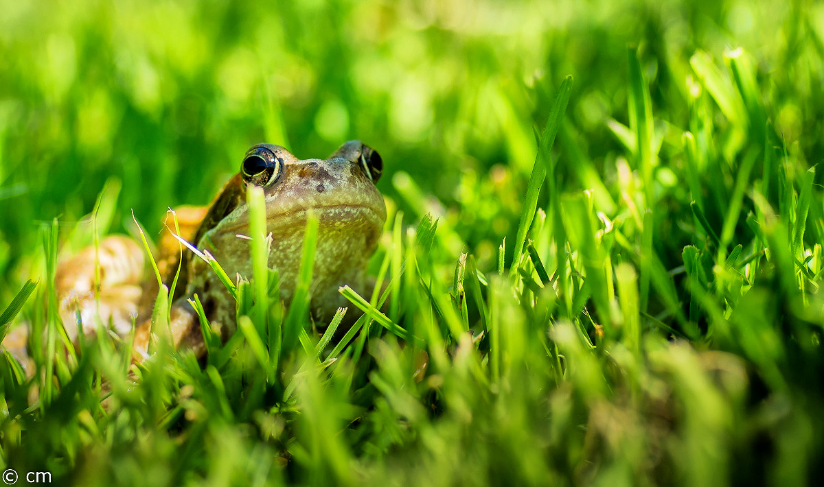 Pentax K-5 IIs + A Series Lens sample photo. Bearbeitet photography