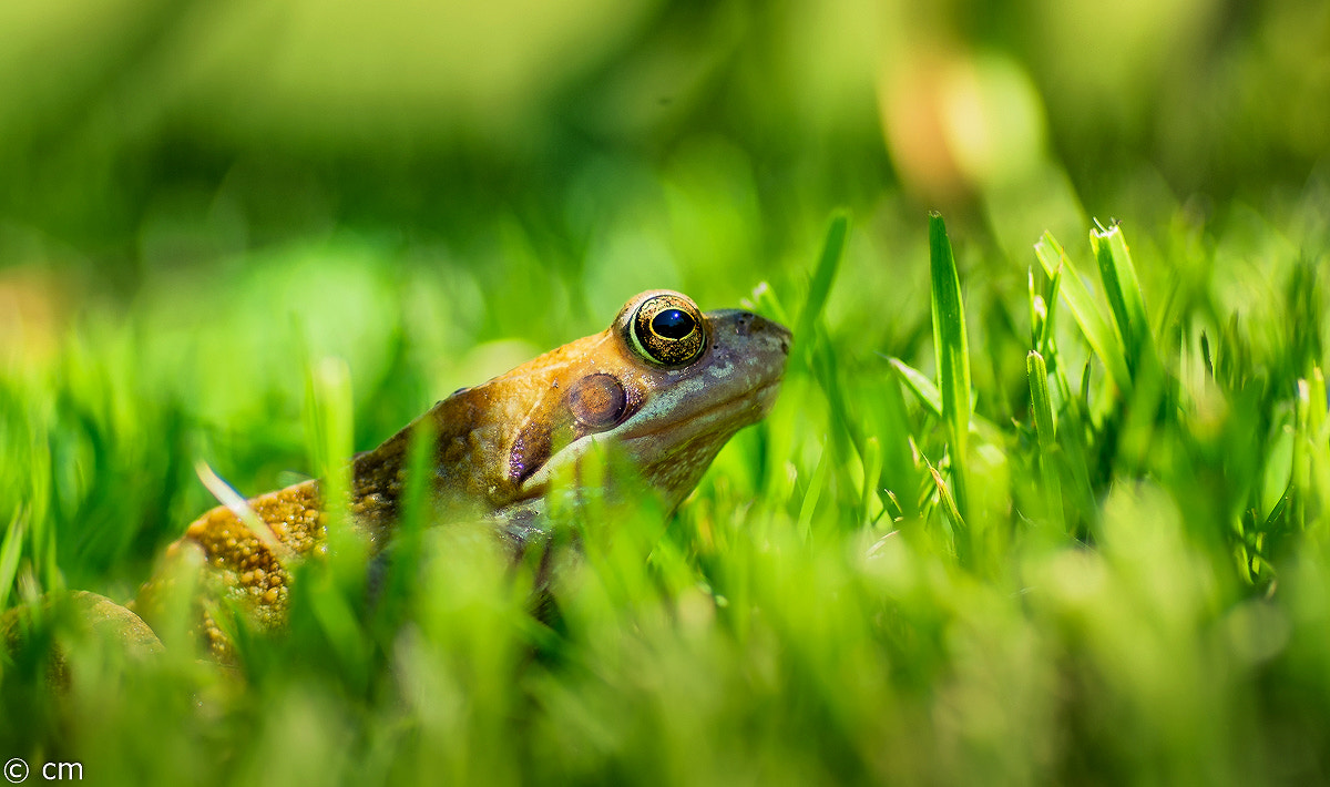Pentax K-5 IIs + A Series Lens sample photo. Bearbeitet photography