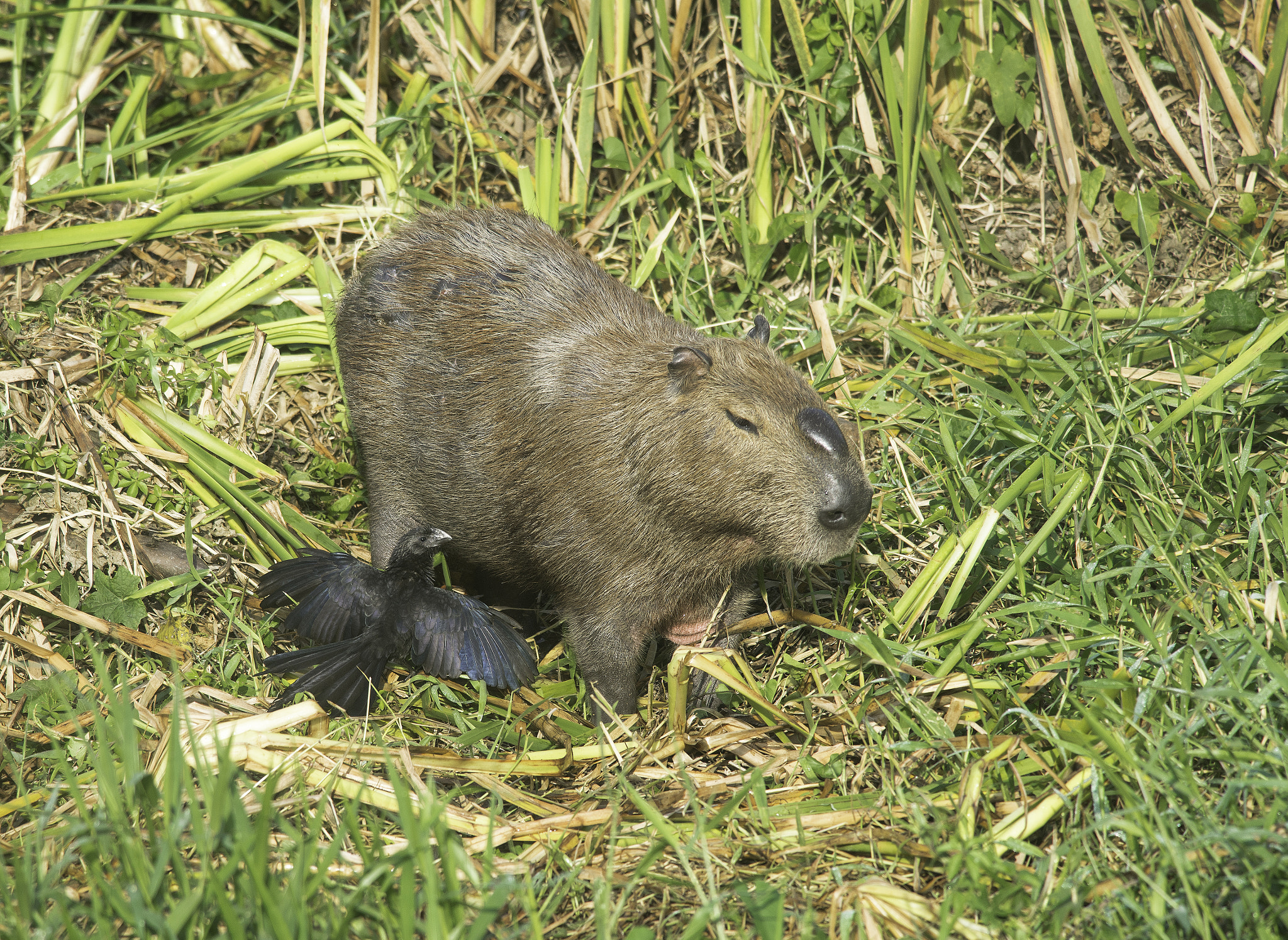 Nikon D600 + Nikon AF-S Nikkor 300mm F4D ED-IF sample photo. Capivara e anu photography